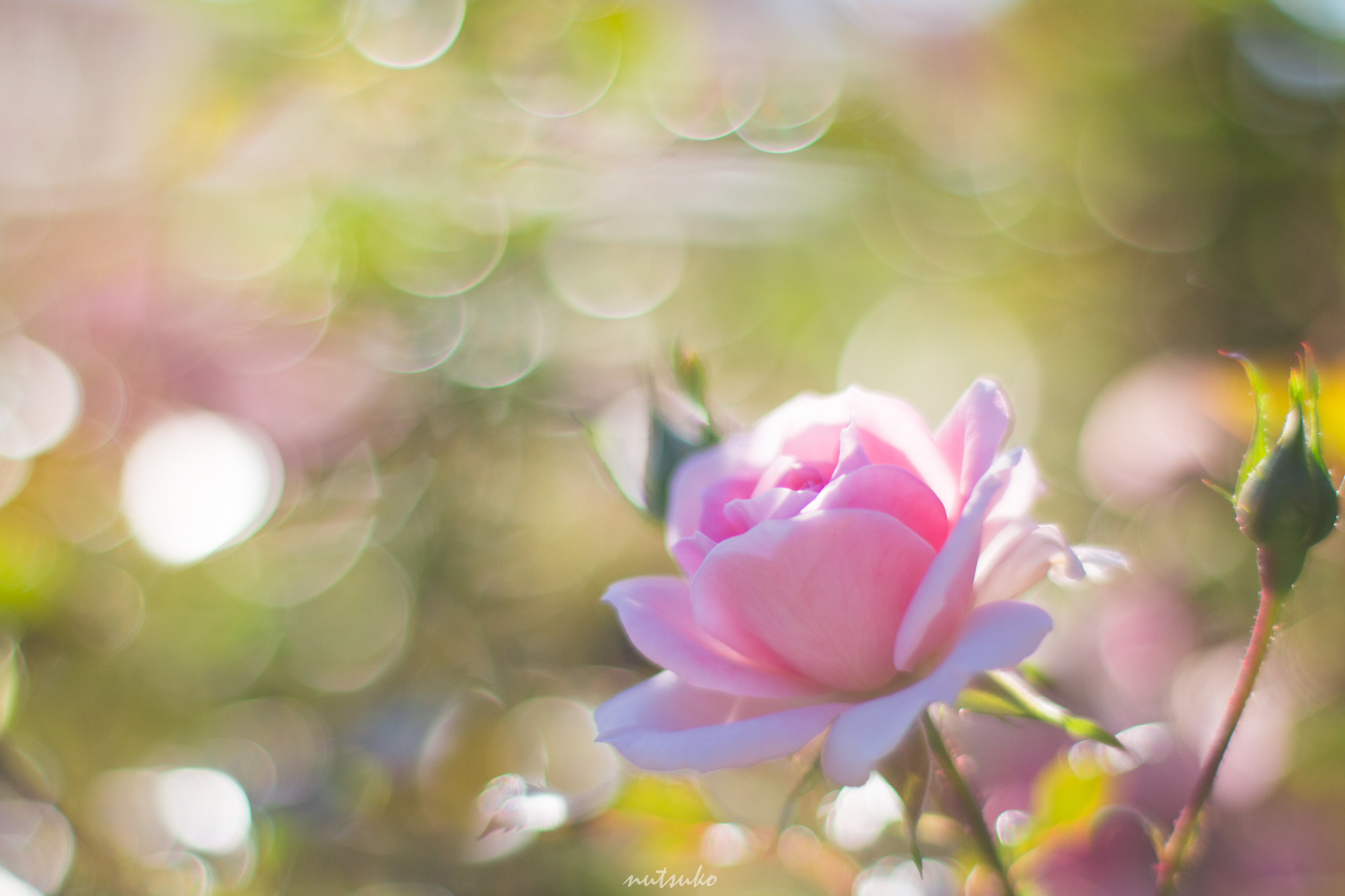 Canon EOS 70D sample photo. Shiny rose photography