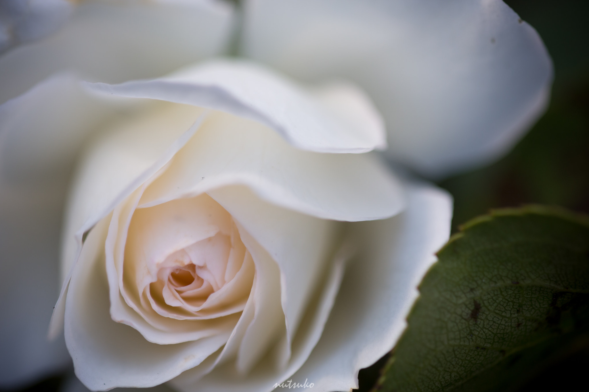 Canon EOS 70D sample photo. White and pink rose photography