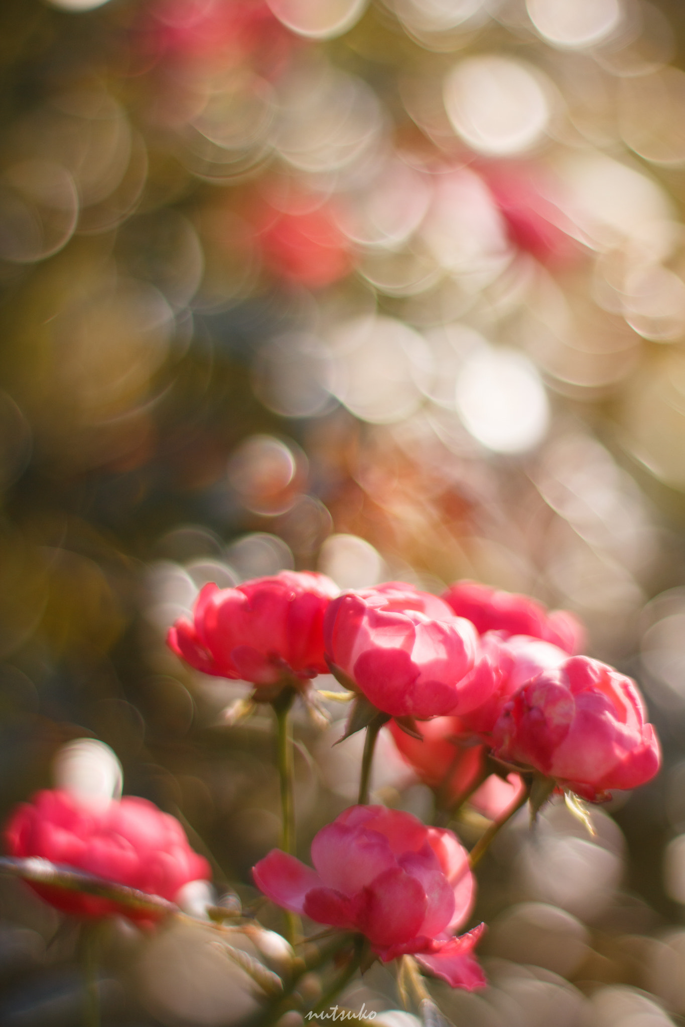 ZEISS Planar T* 50mm F1.4 sample photo. Autumn shiny rose photography