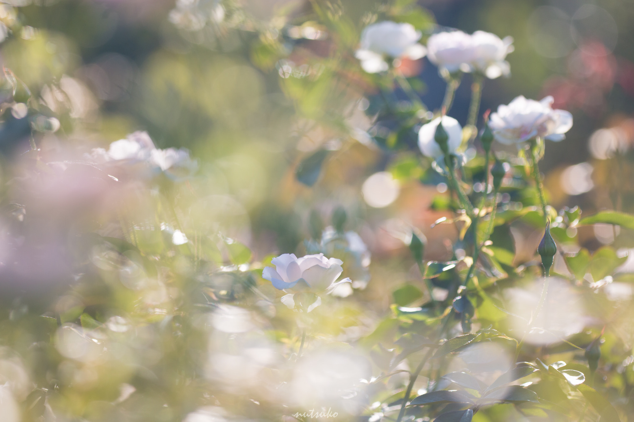Sigma APO Macro 150mm f/2.8 EX DG HSM sample photo. Img photography