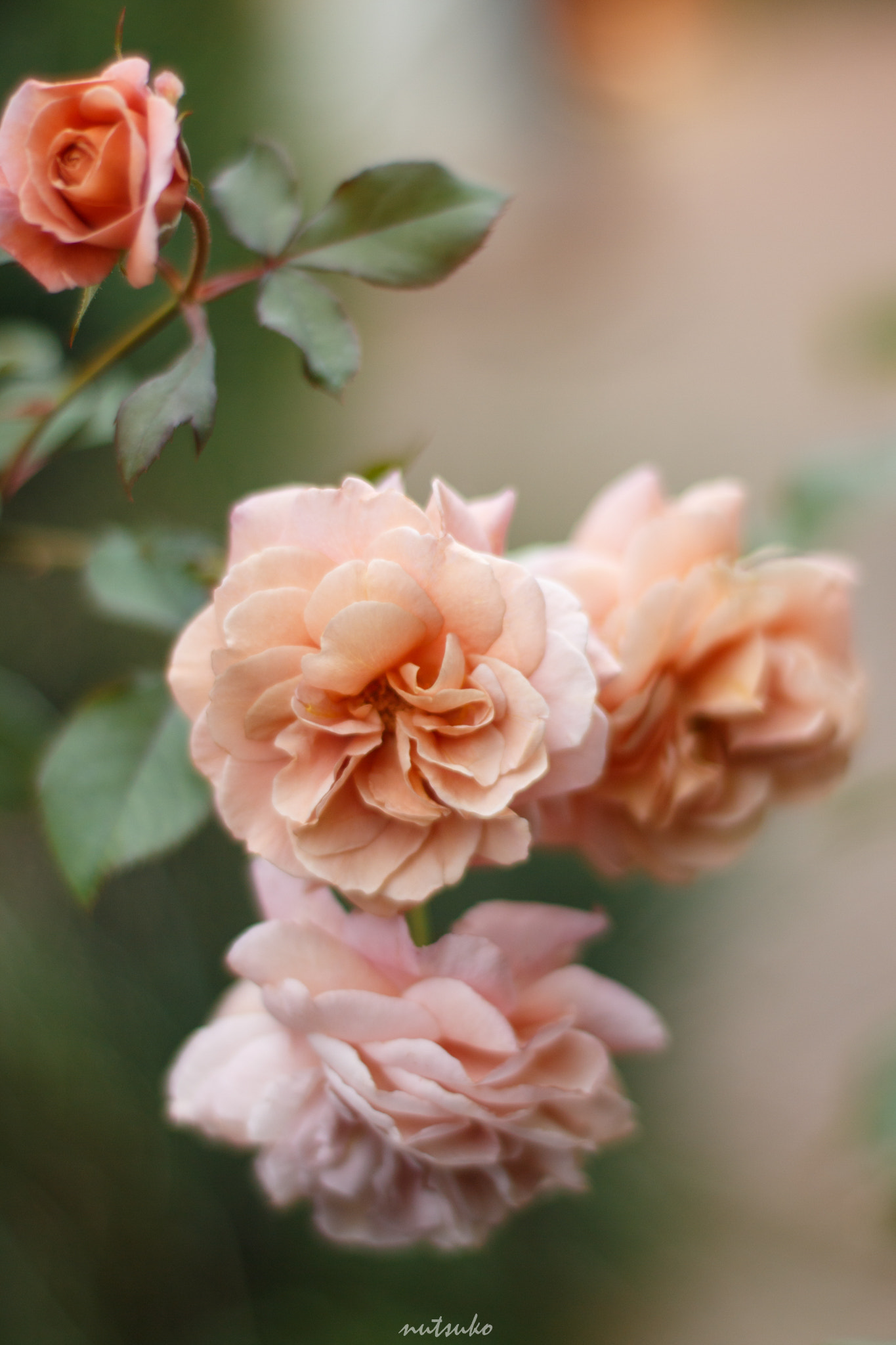 Canon EOS 70D sample photo. Autumn color rose photography
