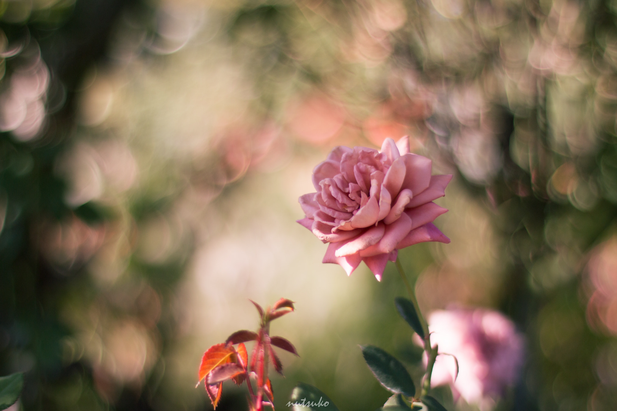 ZEISS Planar T* 50mm F1.4 sample photo. Autumn rose photography