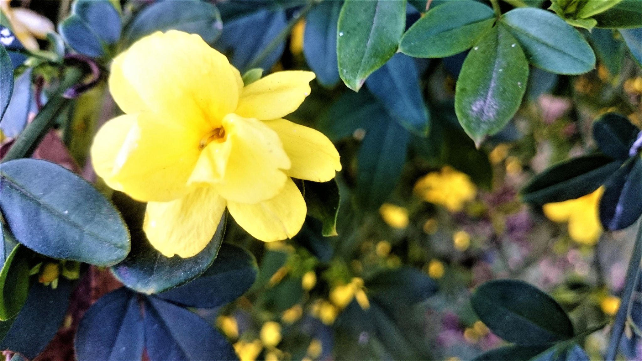 Sony Xperia Z1 Compact sample photo. So beautiful tomorrow photography