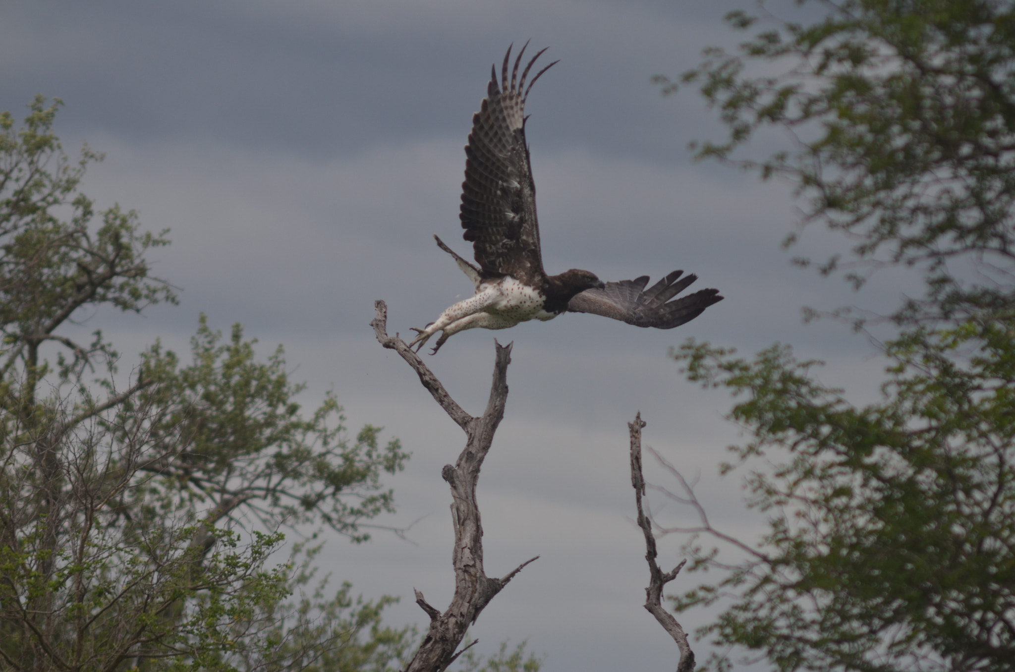 Nikon D5100 + AF Zoom-Nikkor 75-300mm f/4.5-5.6 sample photo. Flying photography