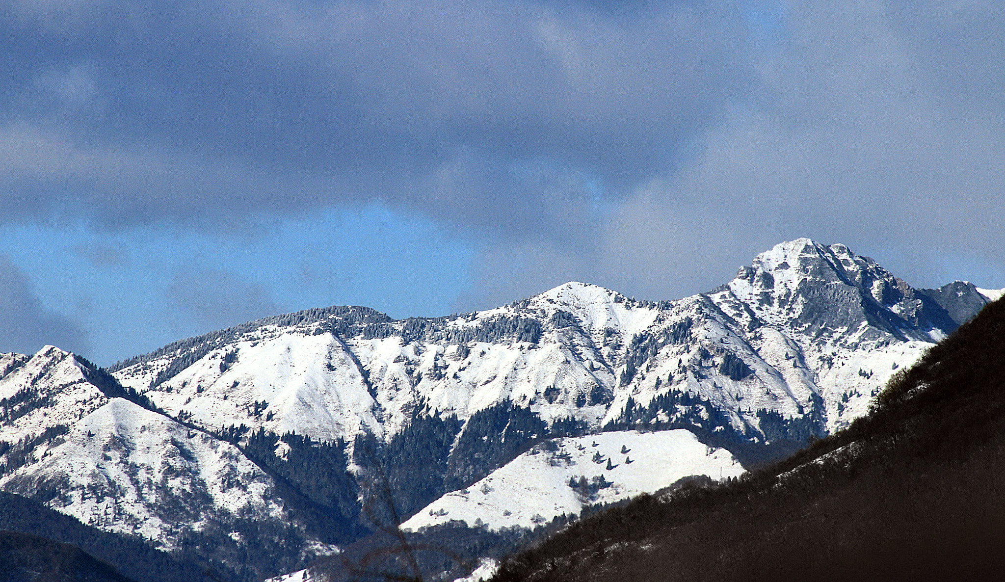 Canon EOS 1200D (EOS Rebel T5 / EOS Kiss X70 / EOS Hi) sample photo. Mountain peppermint photography