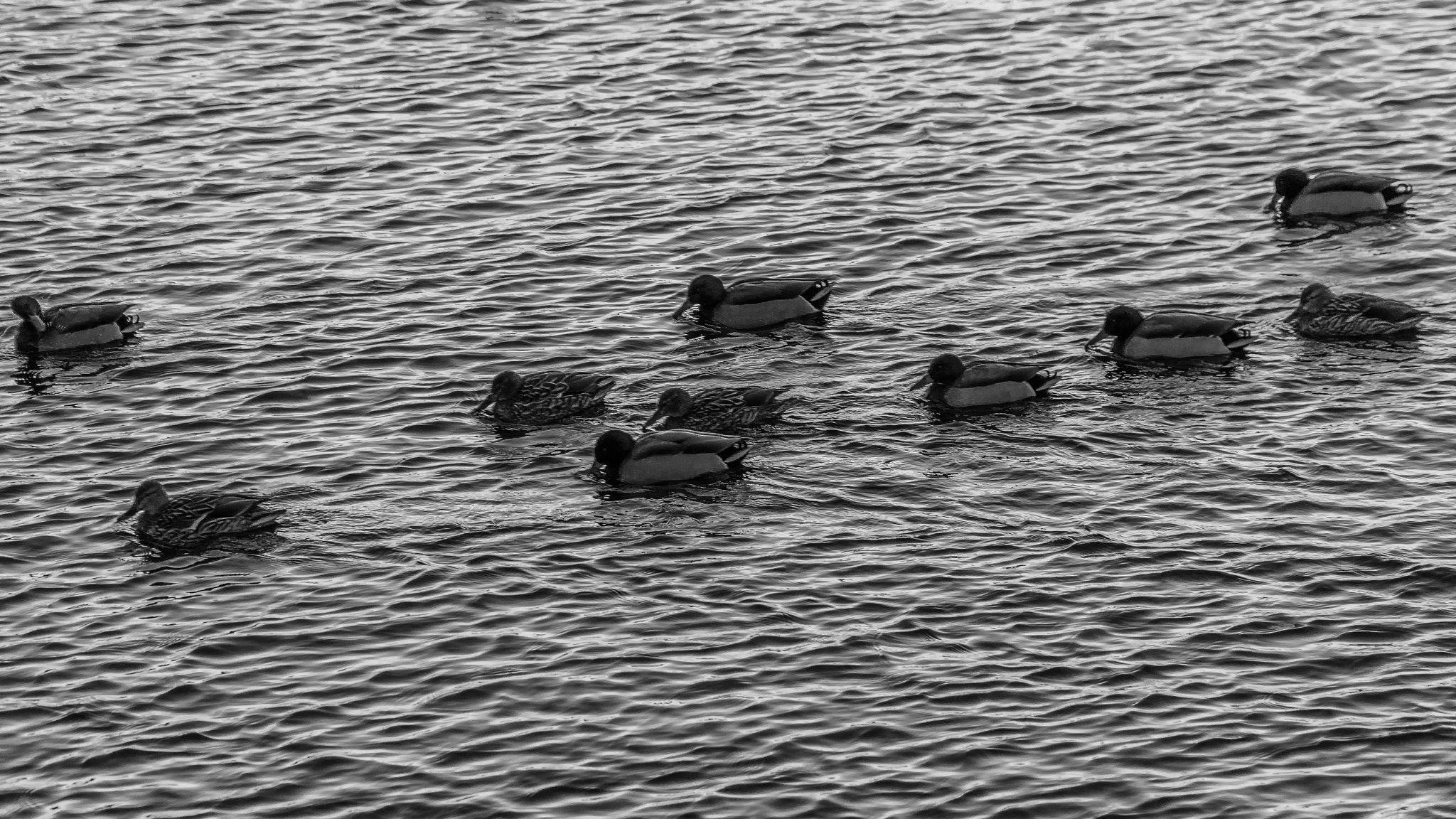 Sony E PZ 18-105mm F4 G OSS sample photo. Ducks on rippled water  photography