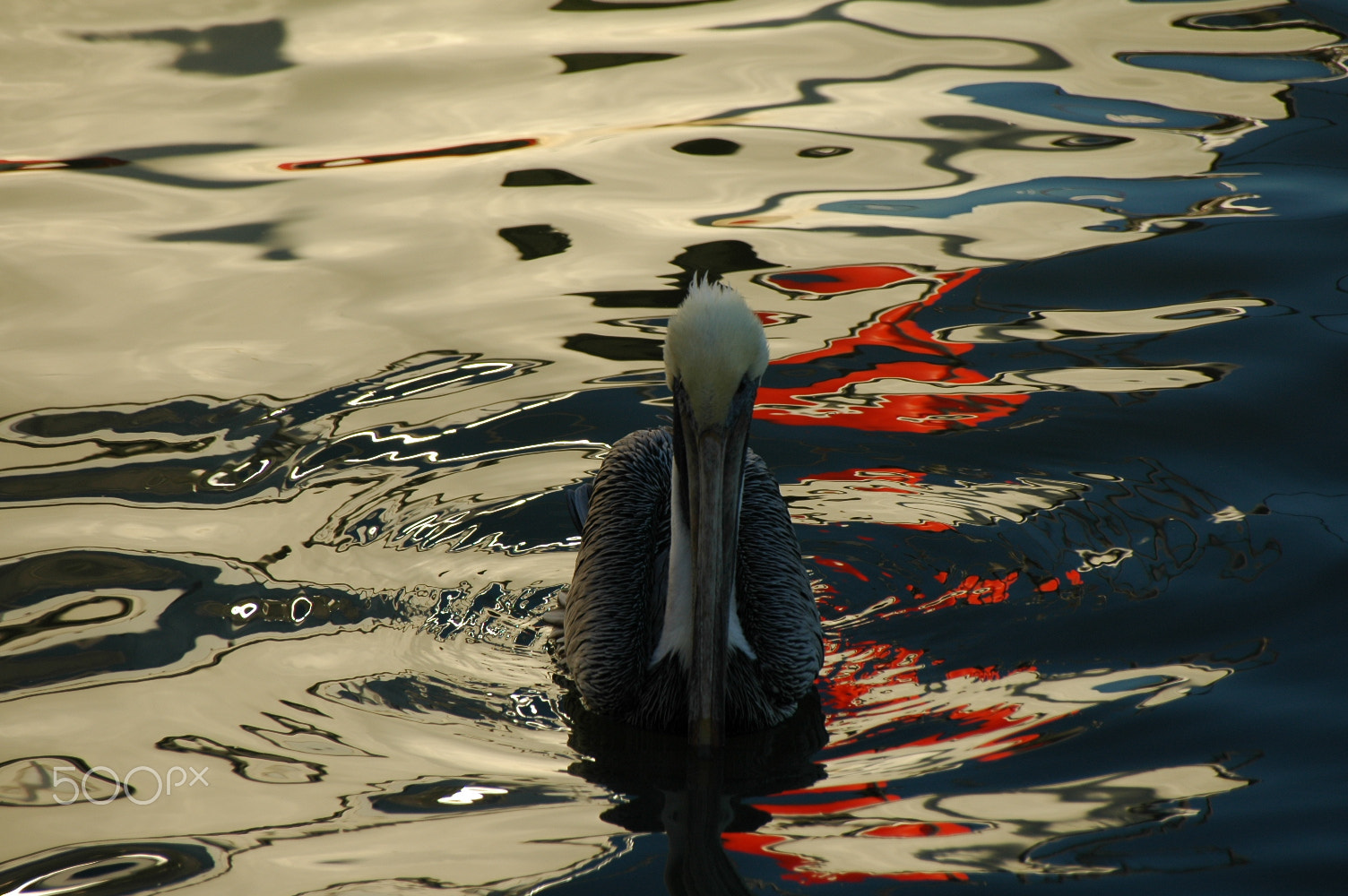 Nikon D70 sample photo. A curious pelican photography