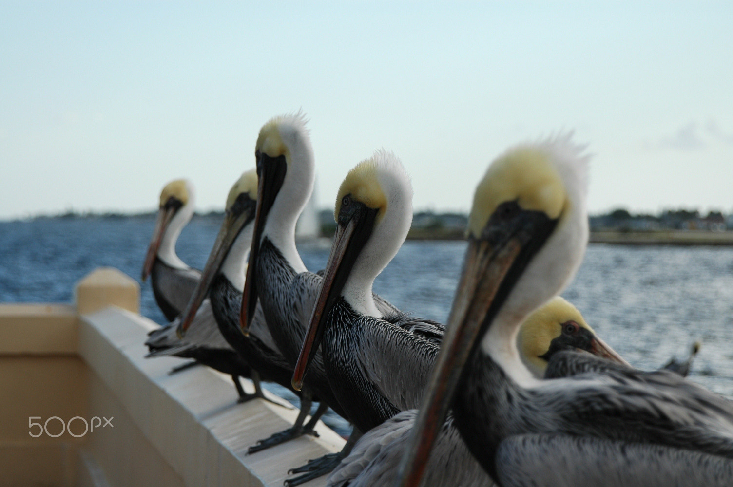 Nikon D70 sample photo. Pelicans photography