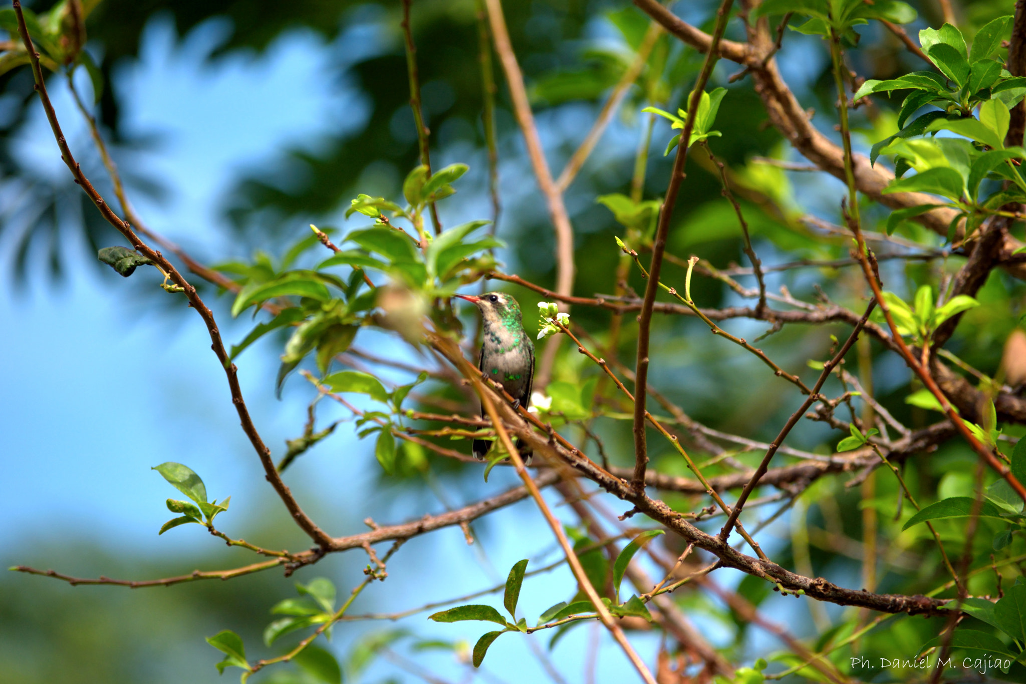 Tamron SP 35mm F1.8 Di VC USD sample photo. Visitante inesperado photography