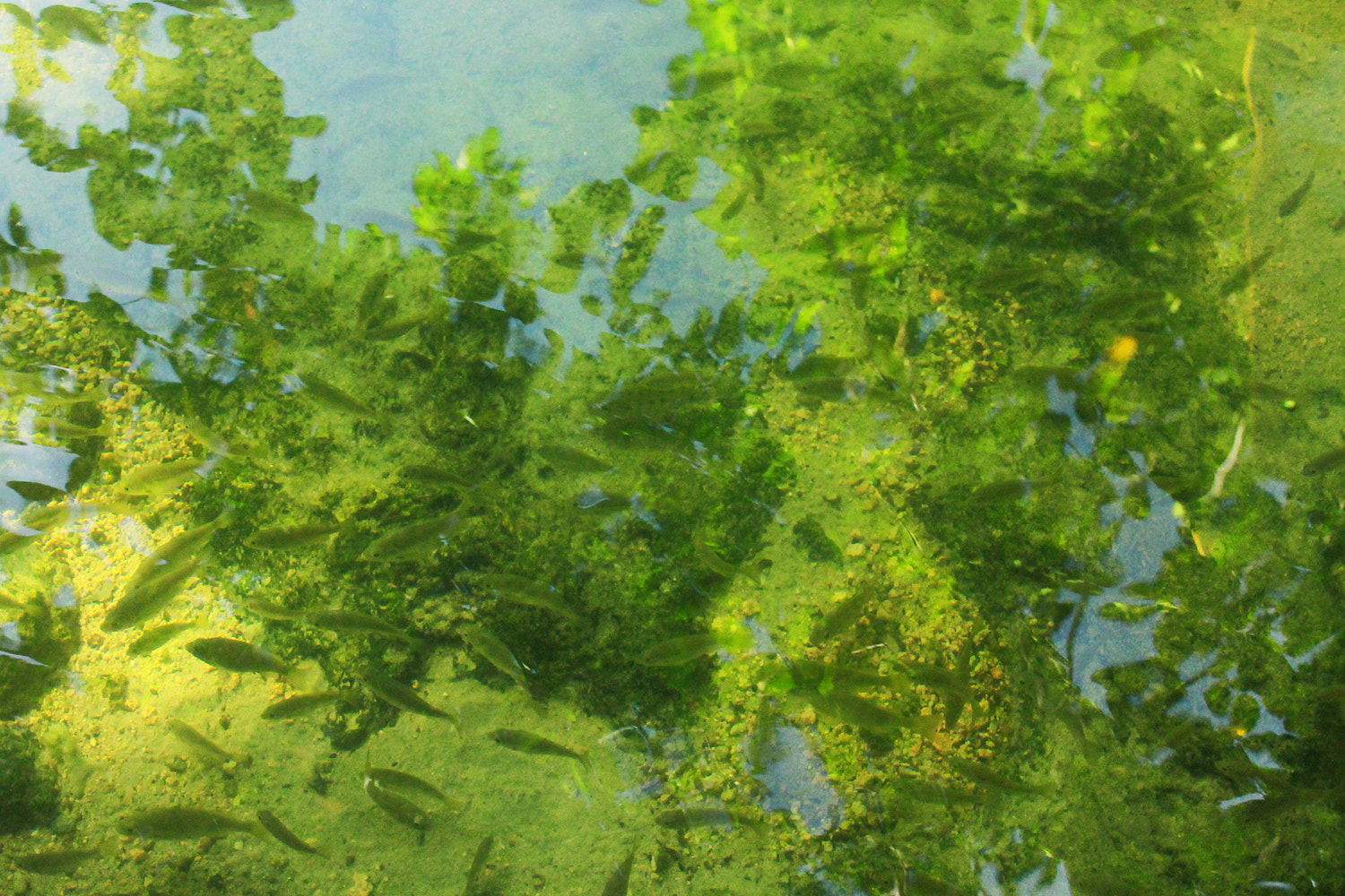 Canon EF-S 18-55mm F3.5-5.6 IS sample photo. Fish on earth photography
