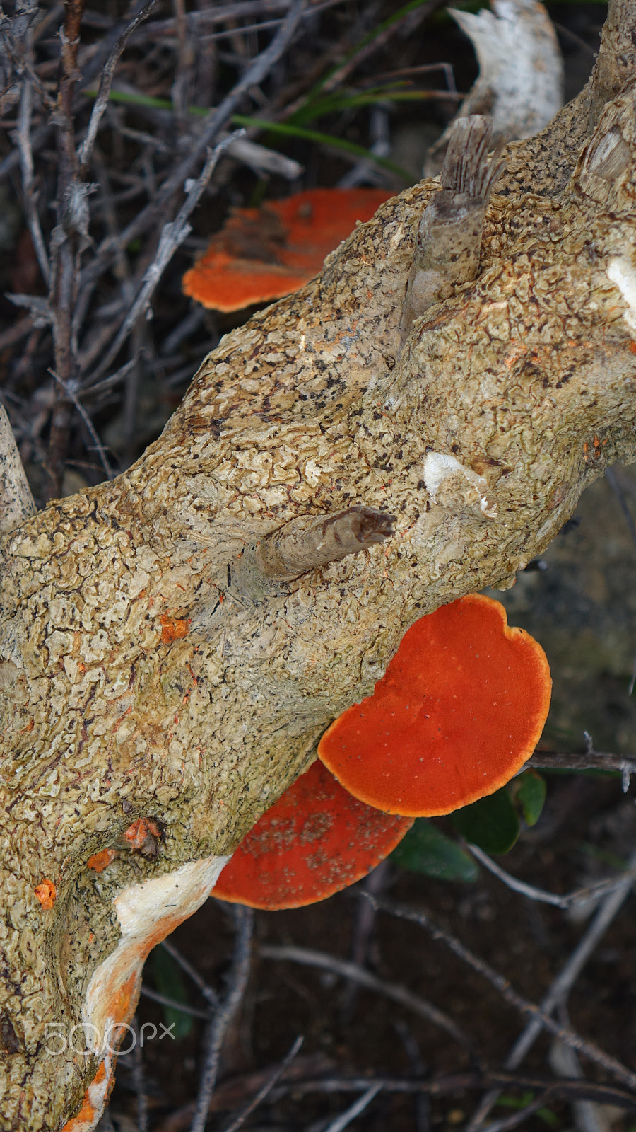 Sony 24-200mm F2.8 sample photo. Fungi....... photography