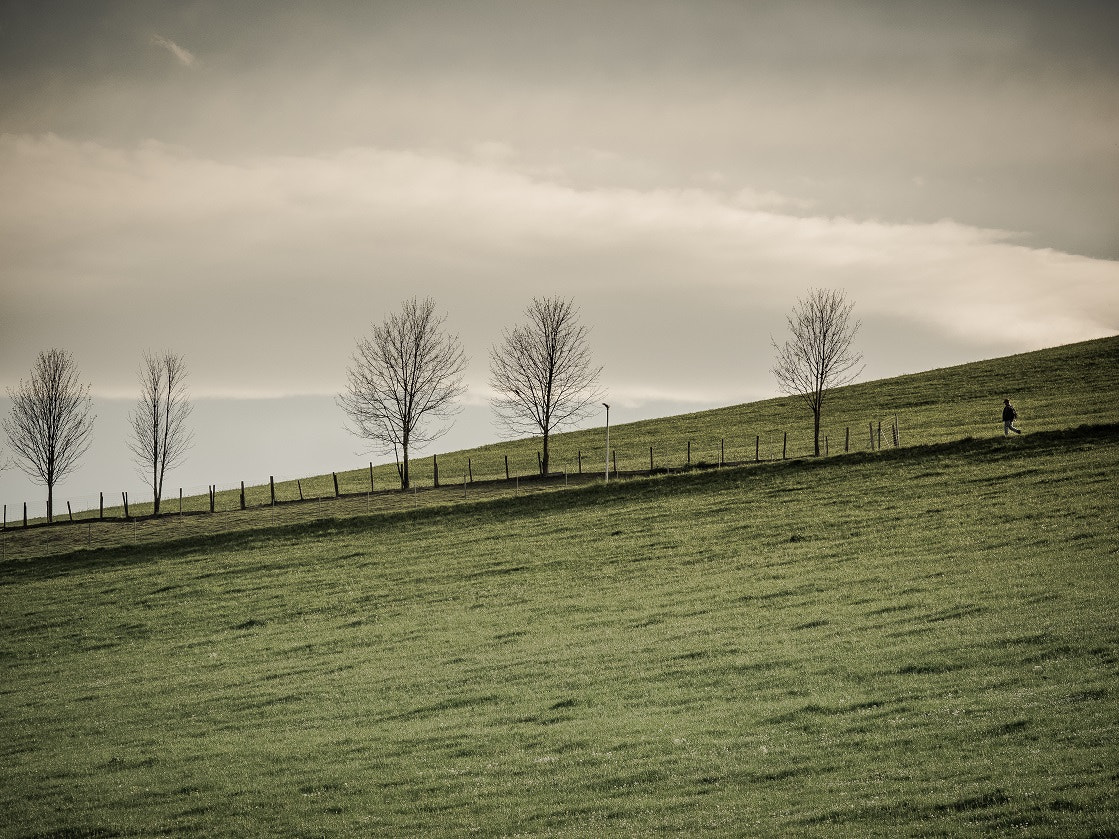 Olympus OM-D E-M1 sample photo. Trees minimalist landscape photography photography