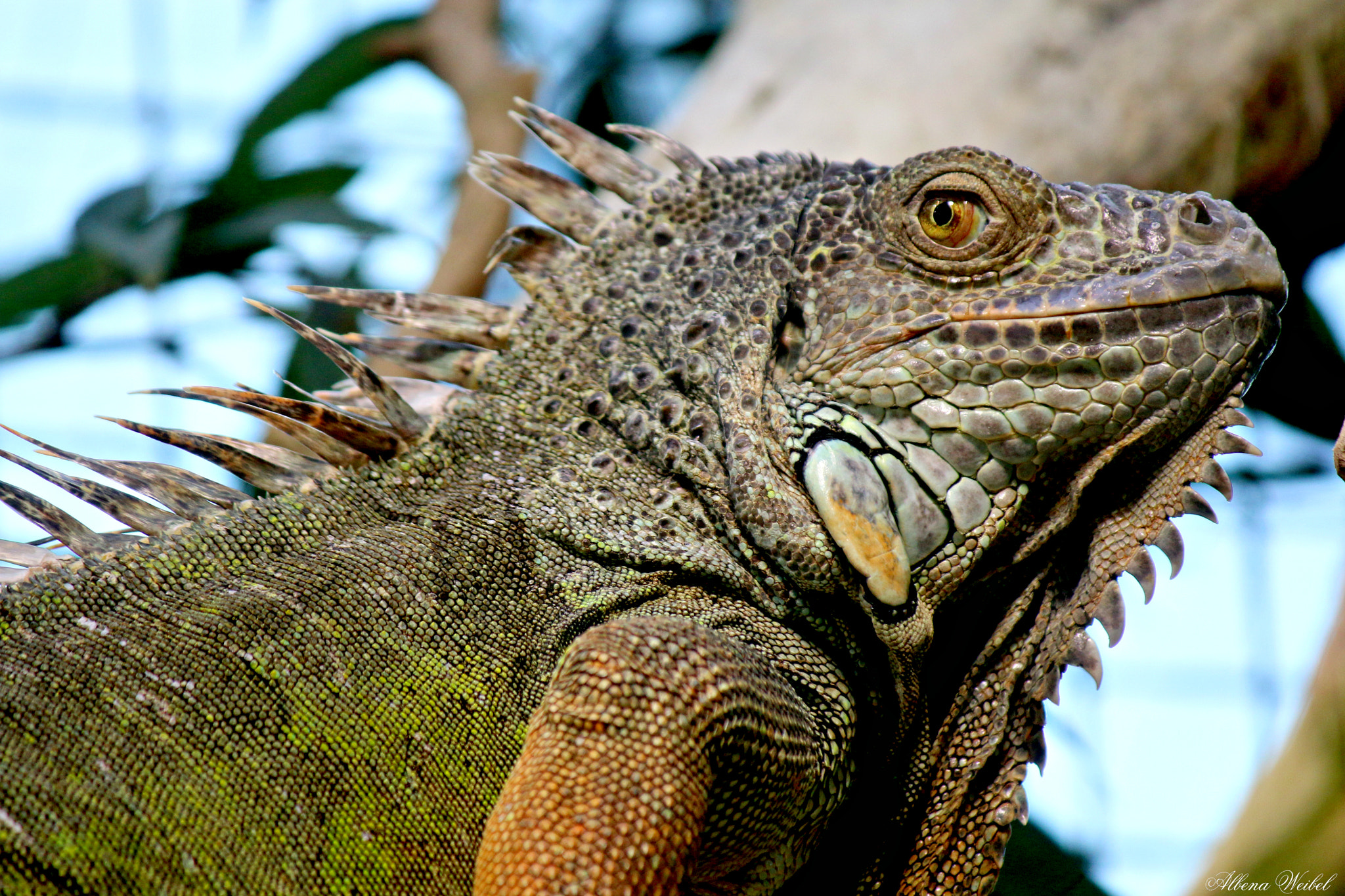 Canon EF-S 55-250mm F4-5.6 IS sample photo. King of the hill photography