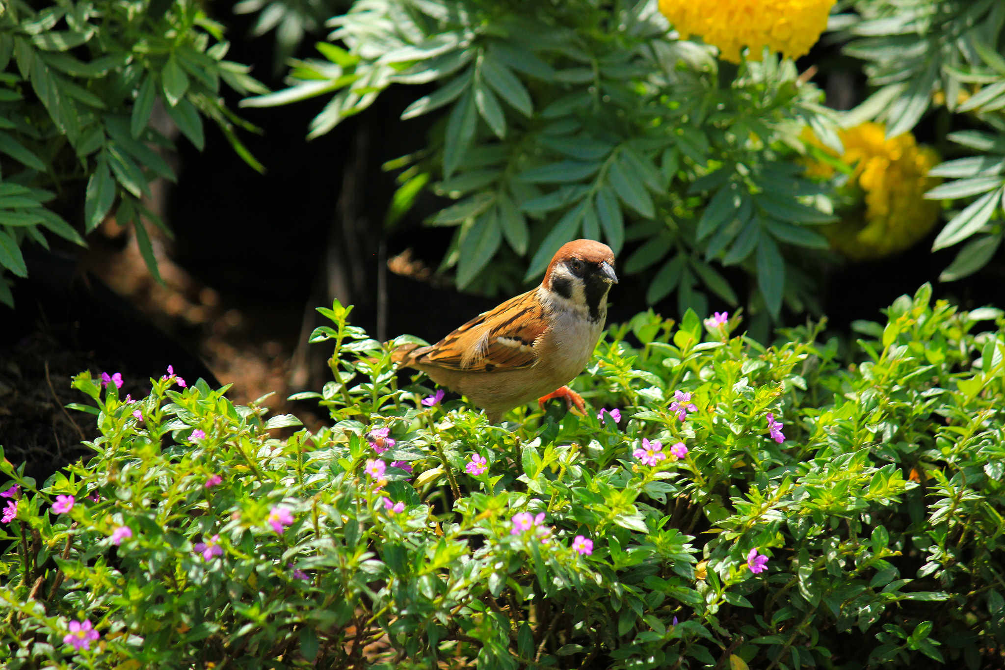 Canon EOS 550D (EOS Rebel T2i / EOS Kiss X4) sample photo. Sparrow photography