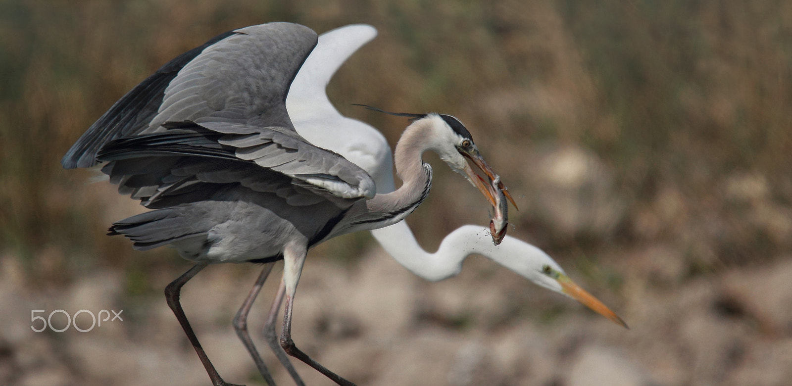 Tamron SP 150-600mm F5-6.3 Di VC USD sample photo. Anglers ... photography