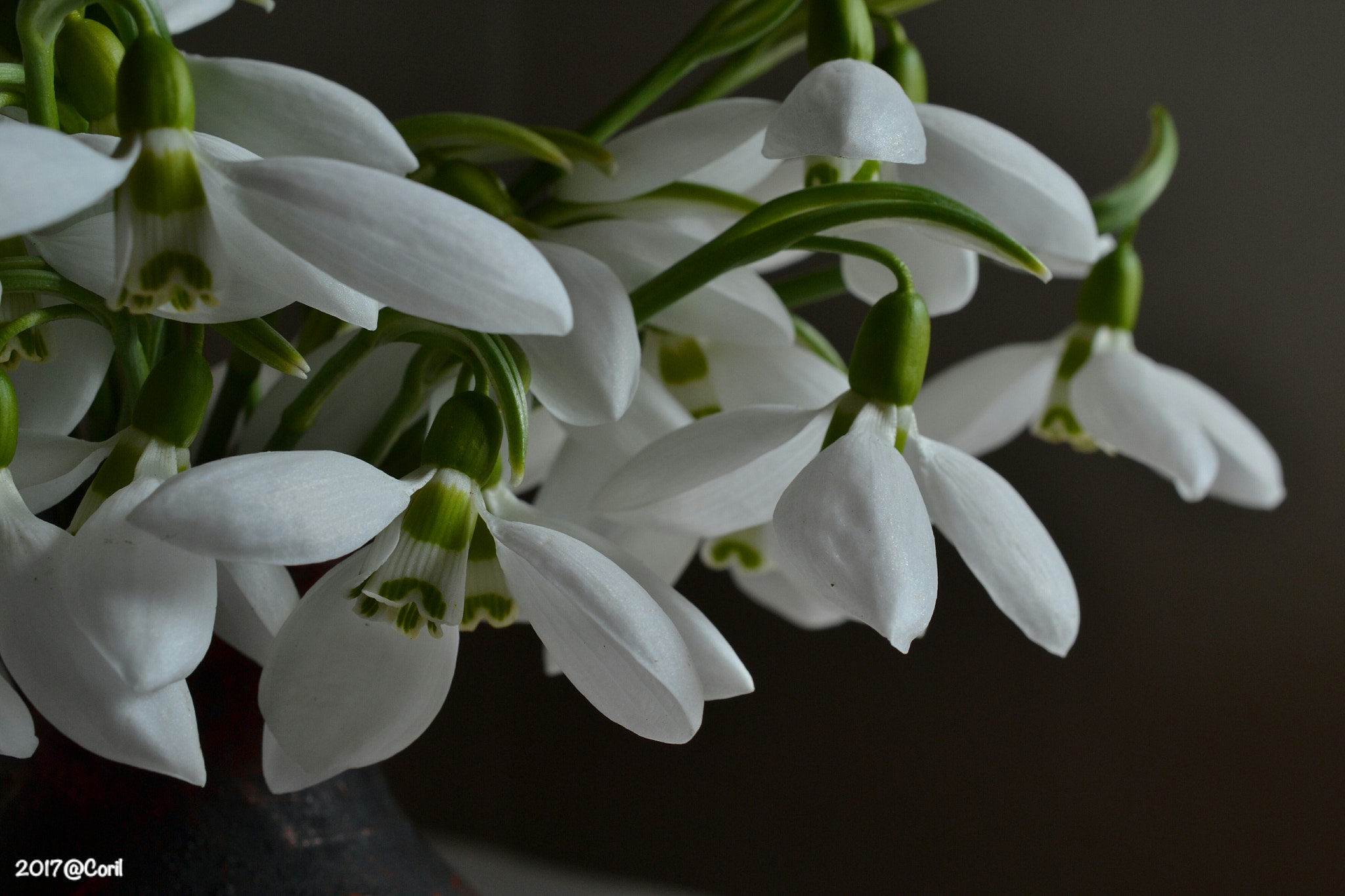 Nikon AF-S DX Micro Nikkor 40mm F2.8 sample photo