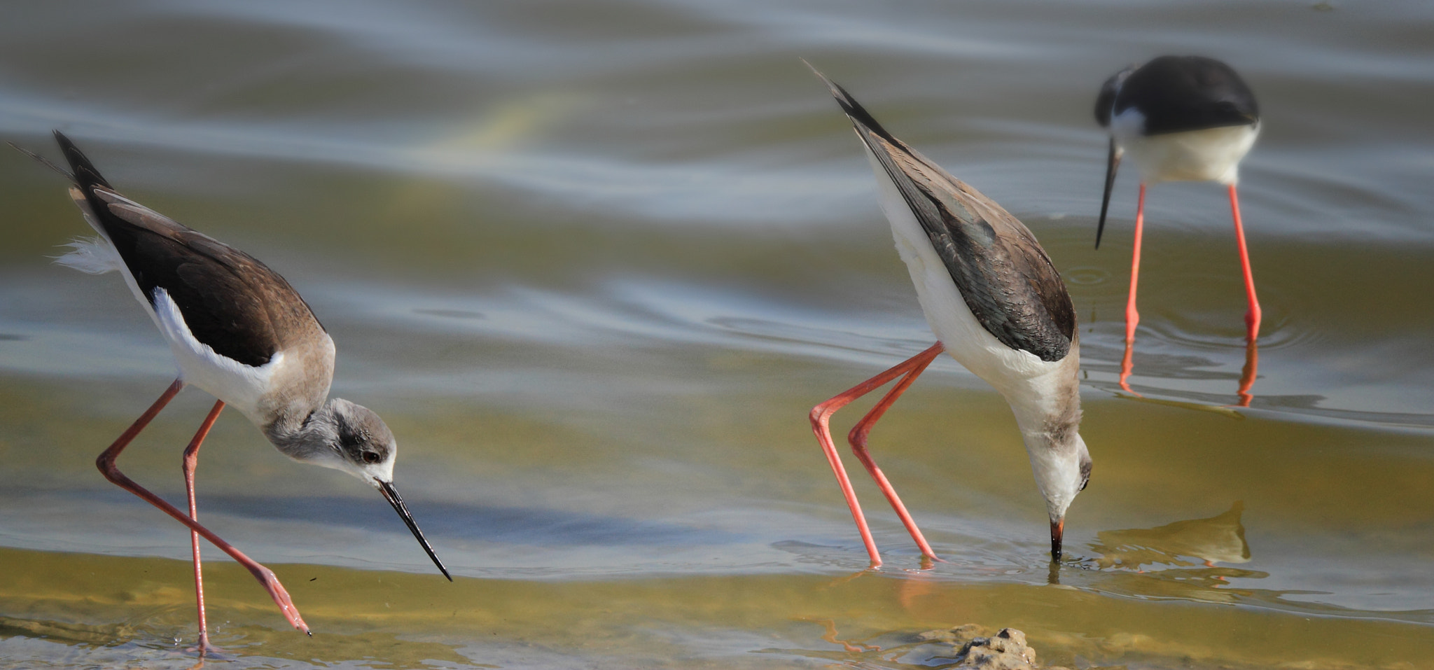 Tamron SP 150-600mm F5-6.3 Di VC USD sample photo. Himantopus himantopus... photography
