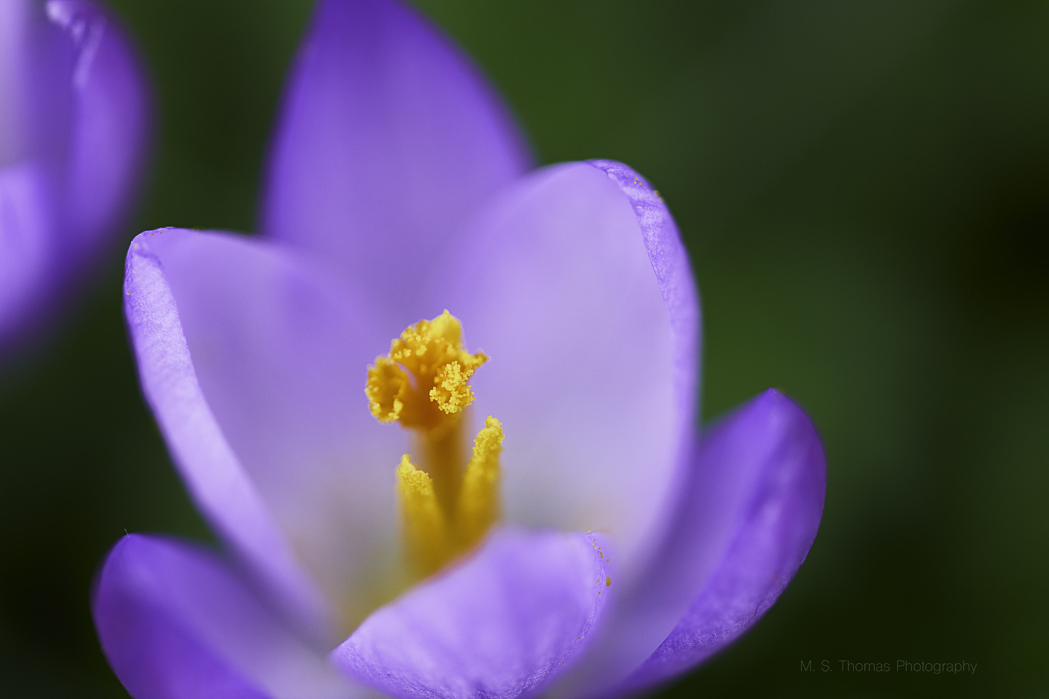 Canon EF 180mm F3.5L Macro USM sample photo. Crocus longiflorus photography