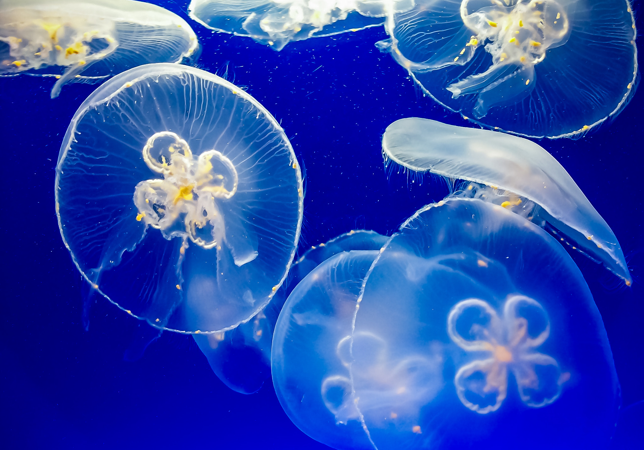 Kodak EASYSHARE M763 DIGITAL CAMERA sample photo. Jellyfish photography