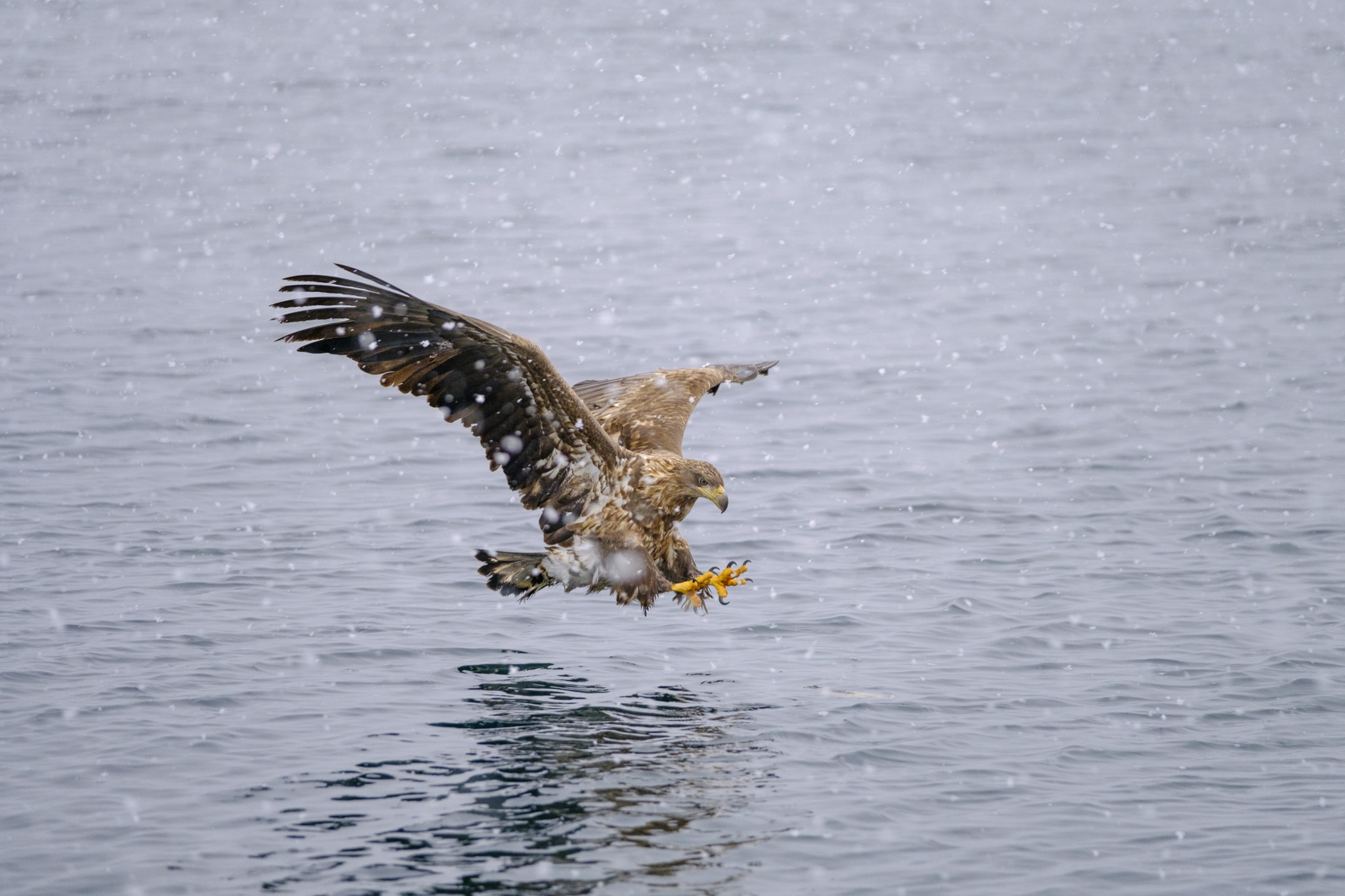 Fujifilm XF 50-140mm F2.8 R LM OIS WR sample photo. White-tailed eagle - gone fishin photography