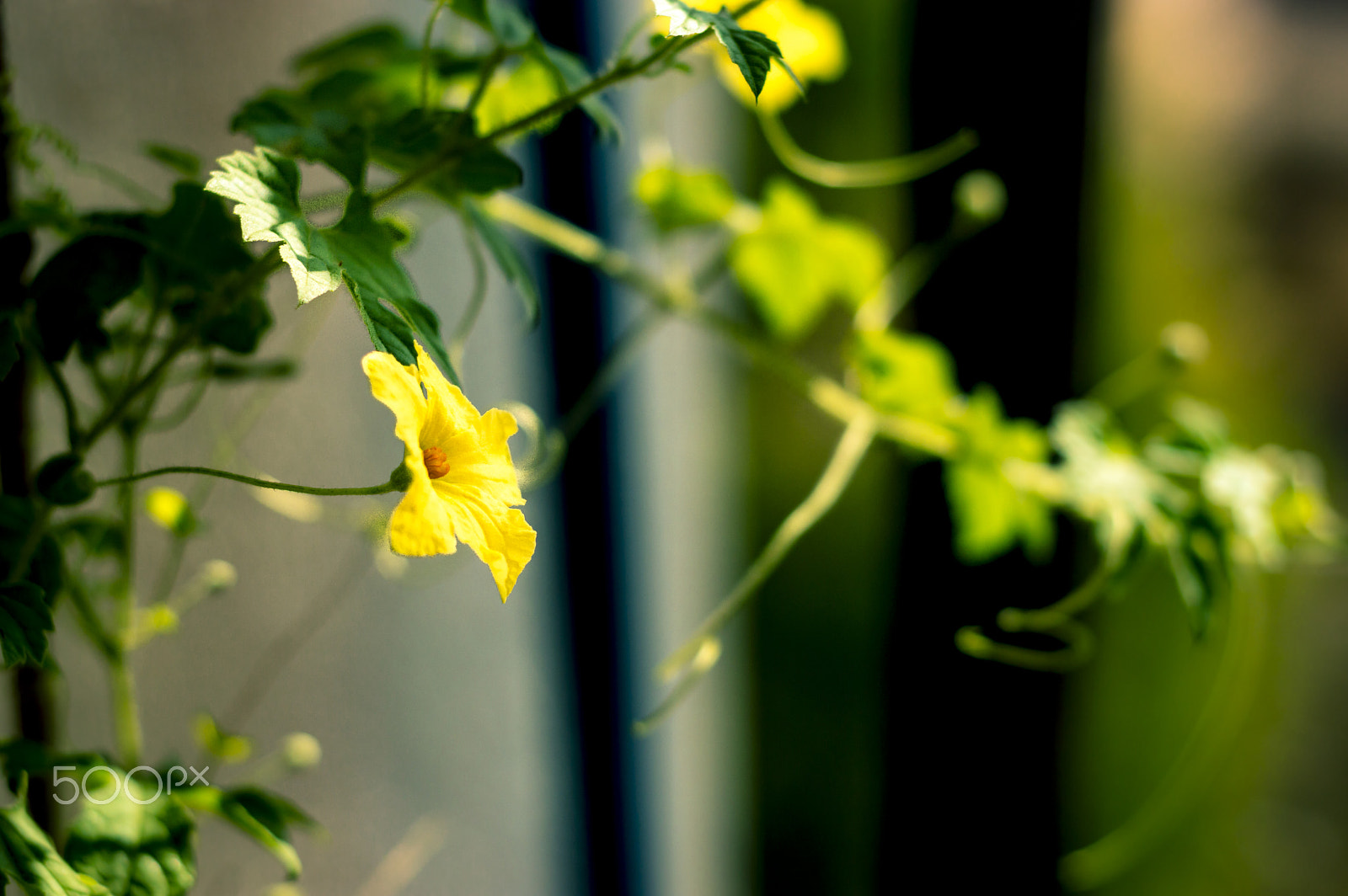 Nikon D3200 + Nikon AF Nikkor 50mm F1.8D sample photo. Watchingmidday photography