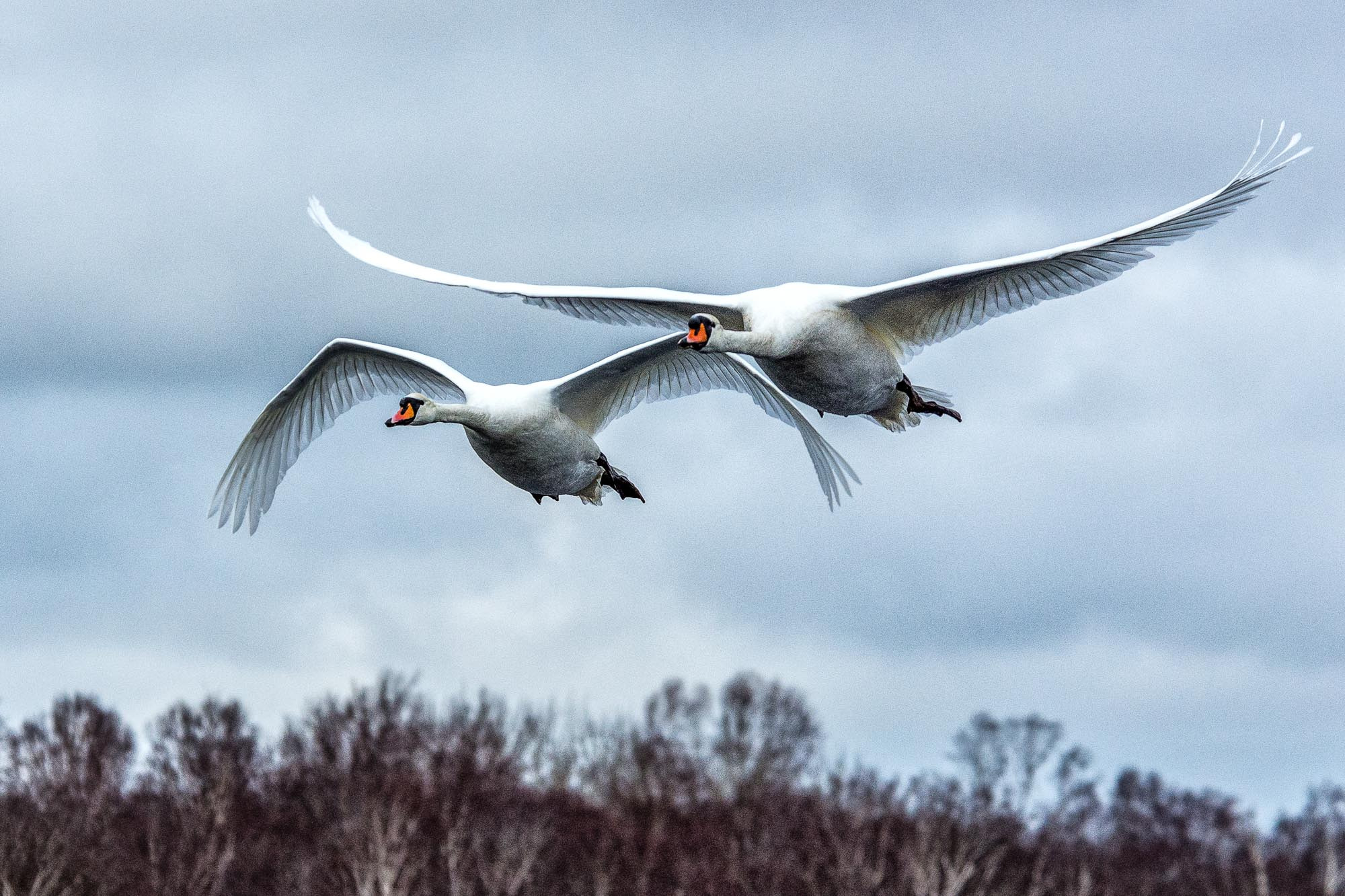 Nikon D7200 sample photo. Swans photography