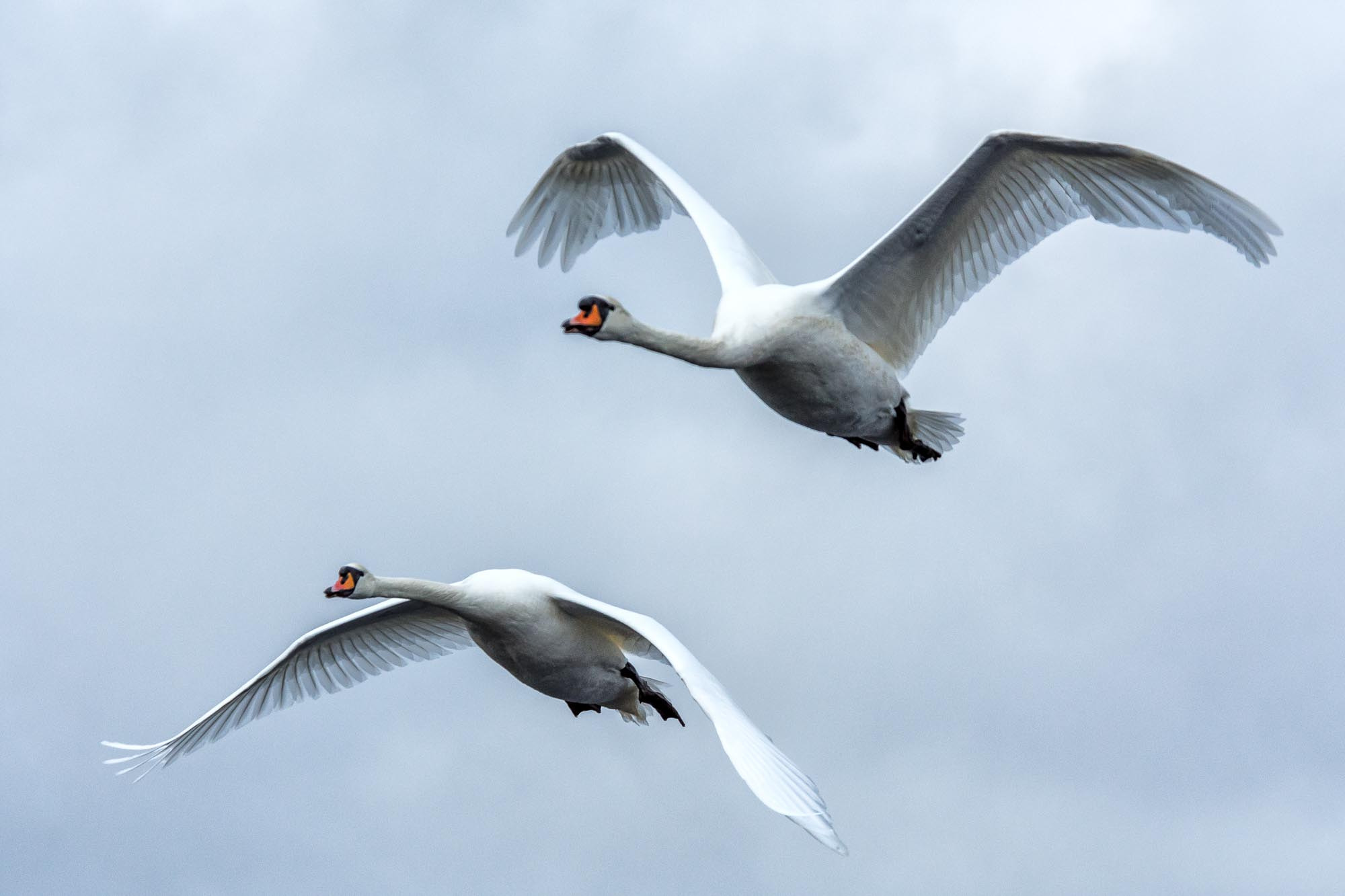 Nikon D7200 sample photo. Swans photography