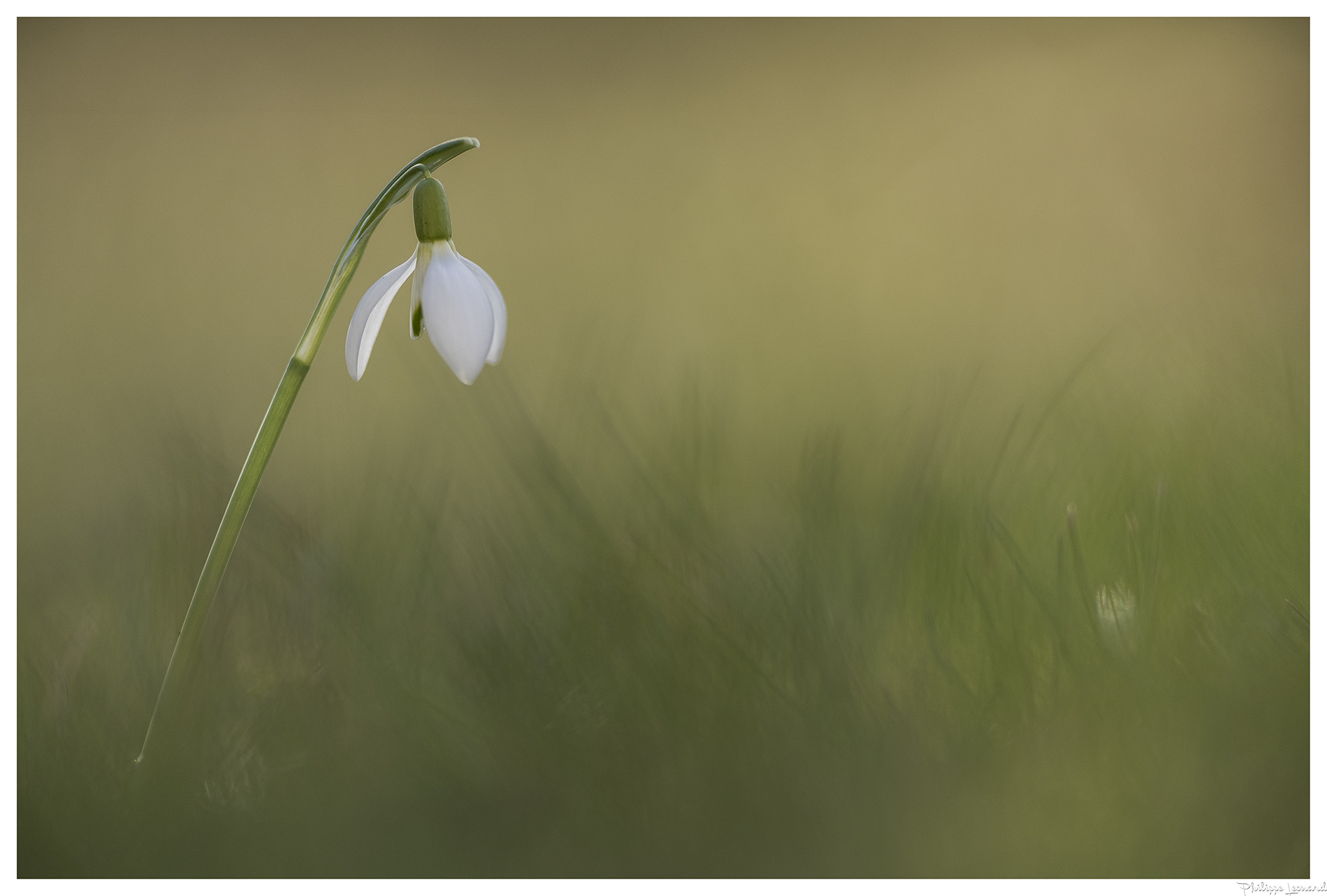 Nikon AF-S Nikkor 300mm F2.8G ED VR II sample photo. Flower power photography