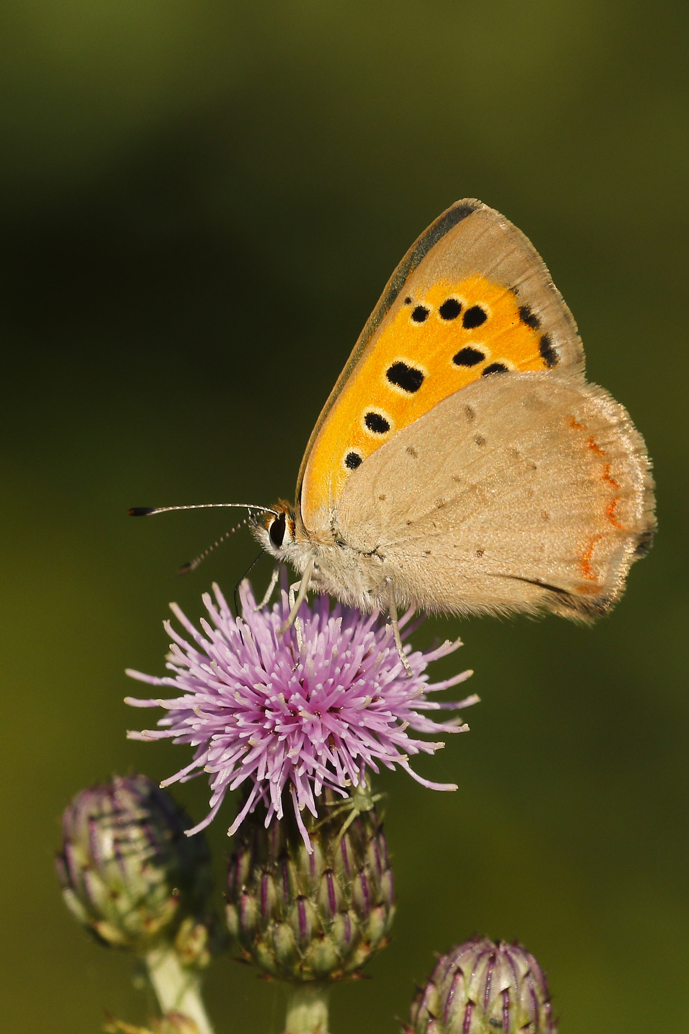 Sigma 150mm f/2.8 EX DG OS HSM APO Macro sample photo. Butterfly photography