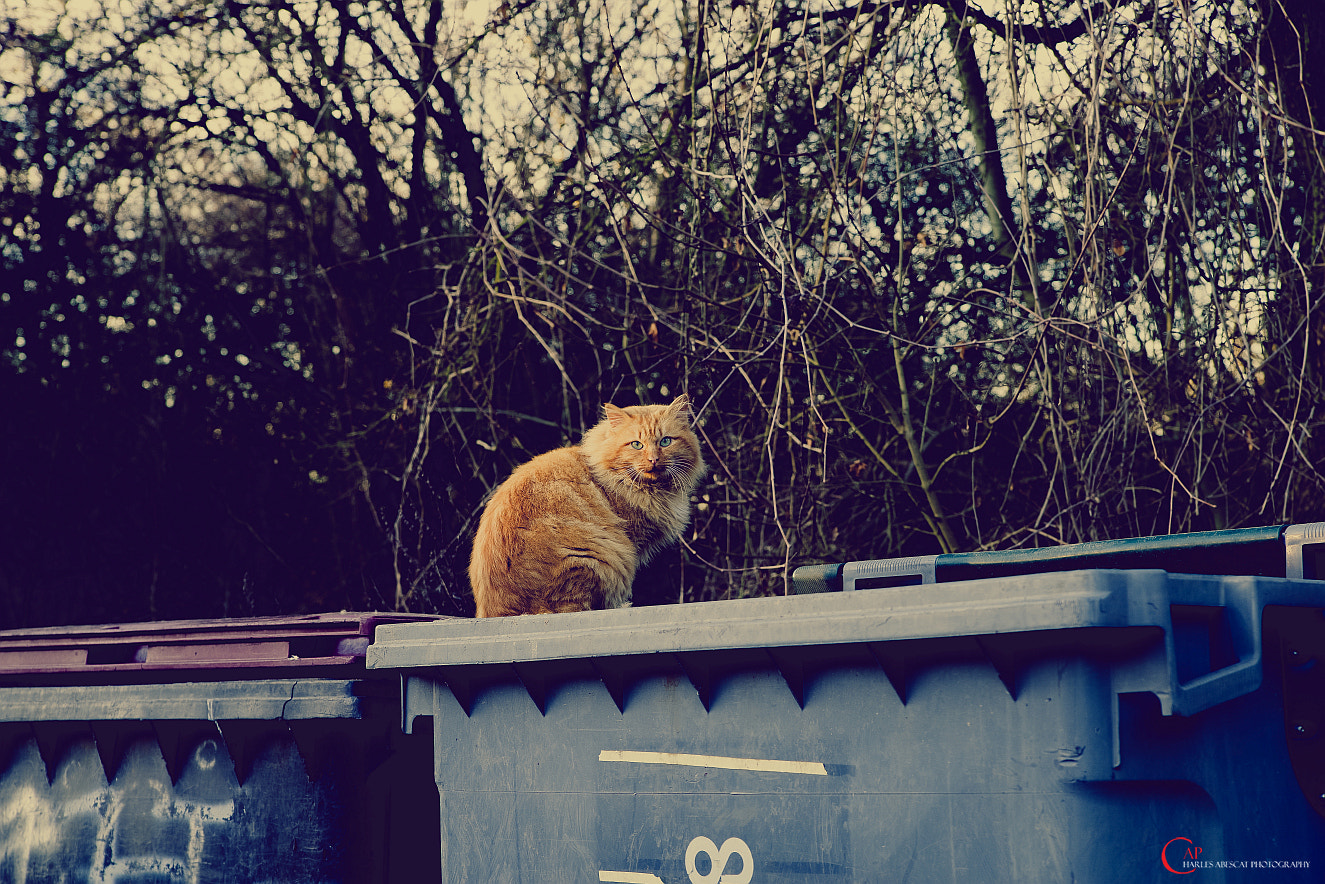 Pentax K-1 sample photo. Cat....and the garbage can photography