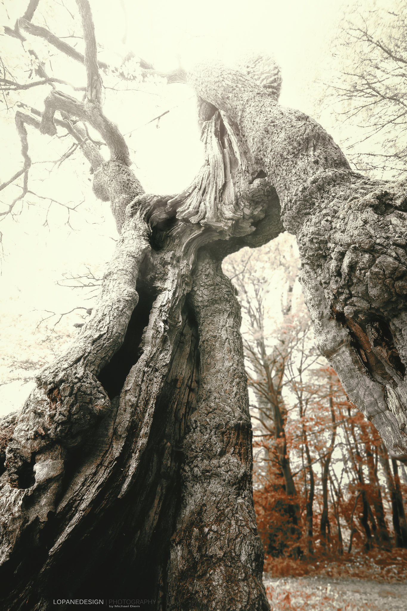 Canon EOS 60D sample photo. Oak photography