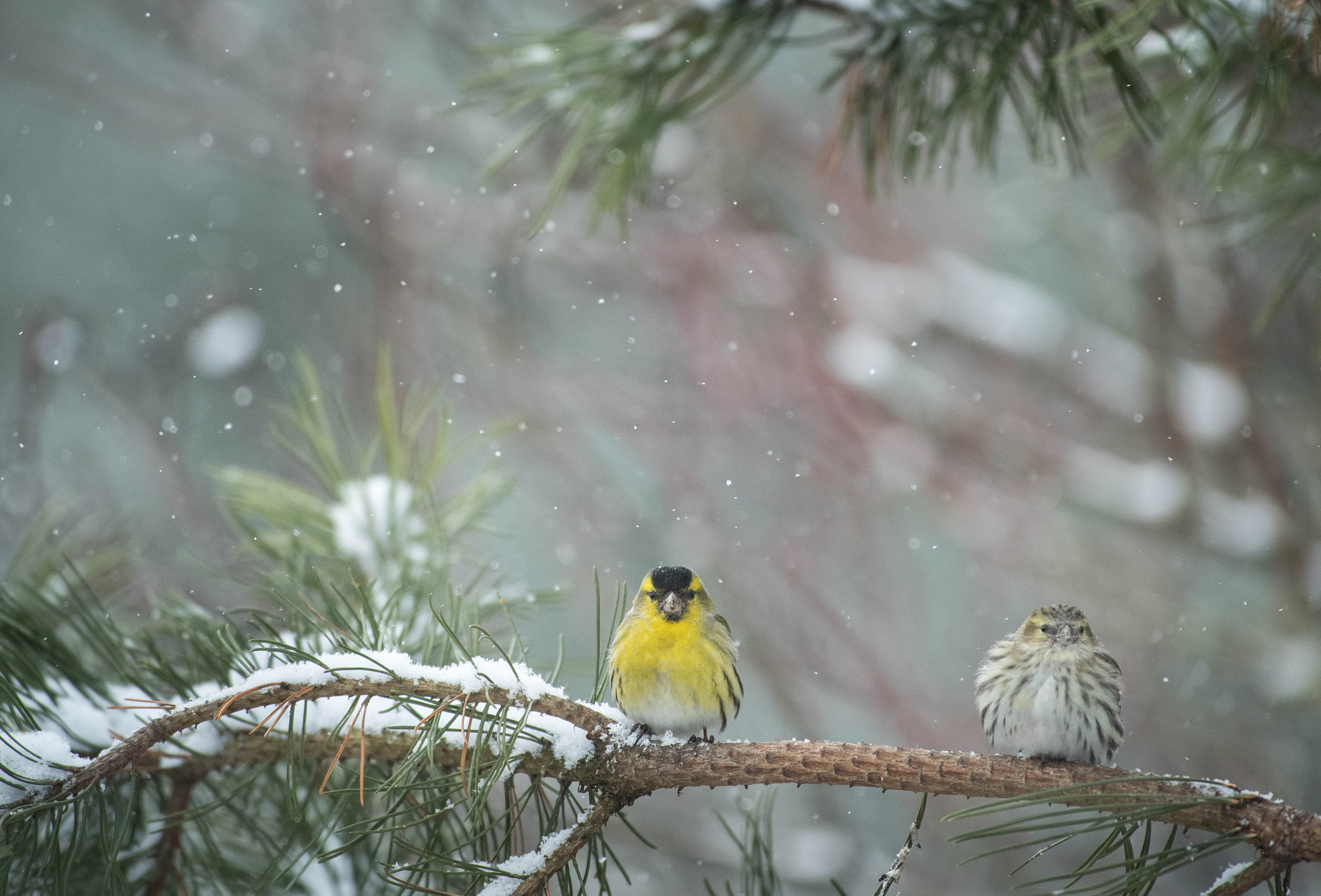 Nikon AF-S Nikkor 300mm F2.8G ED VR II sample photo. After breakfast photography