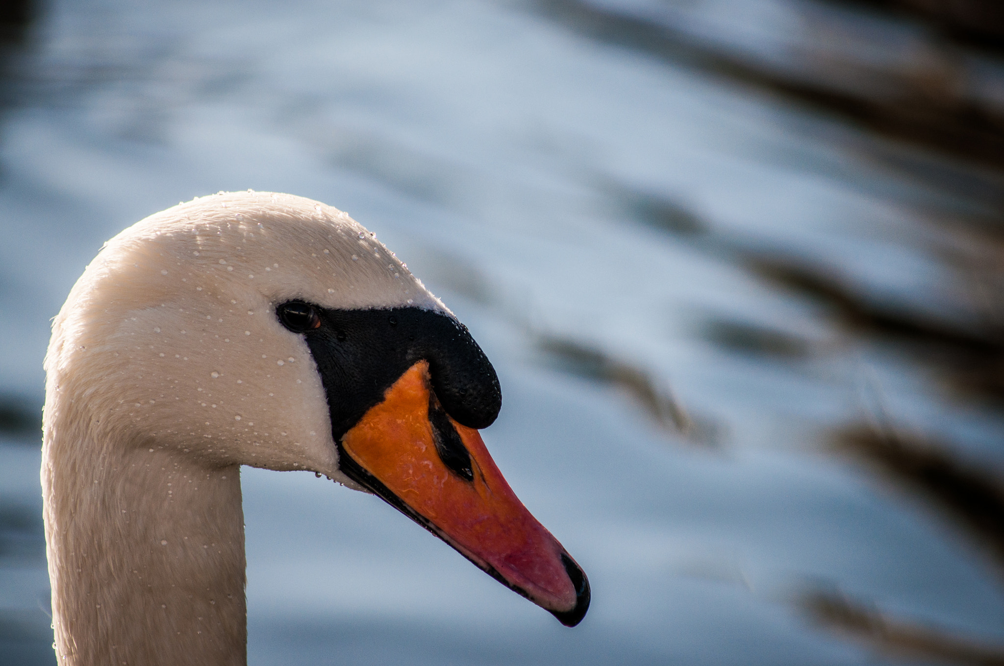 Sigma 70-300mm F4-5.6 APO DG Macro sample photo. Swan photography
