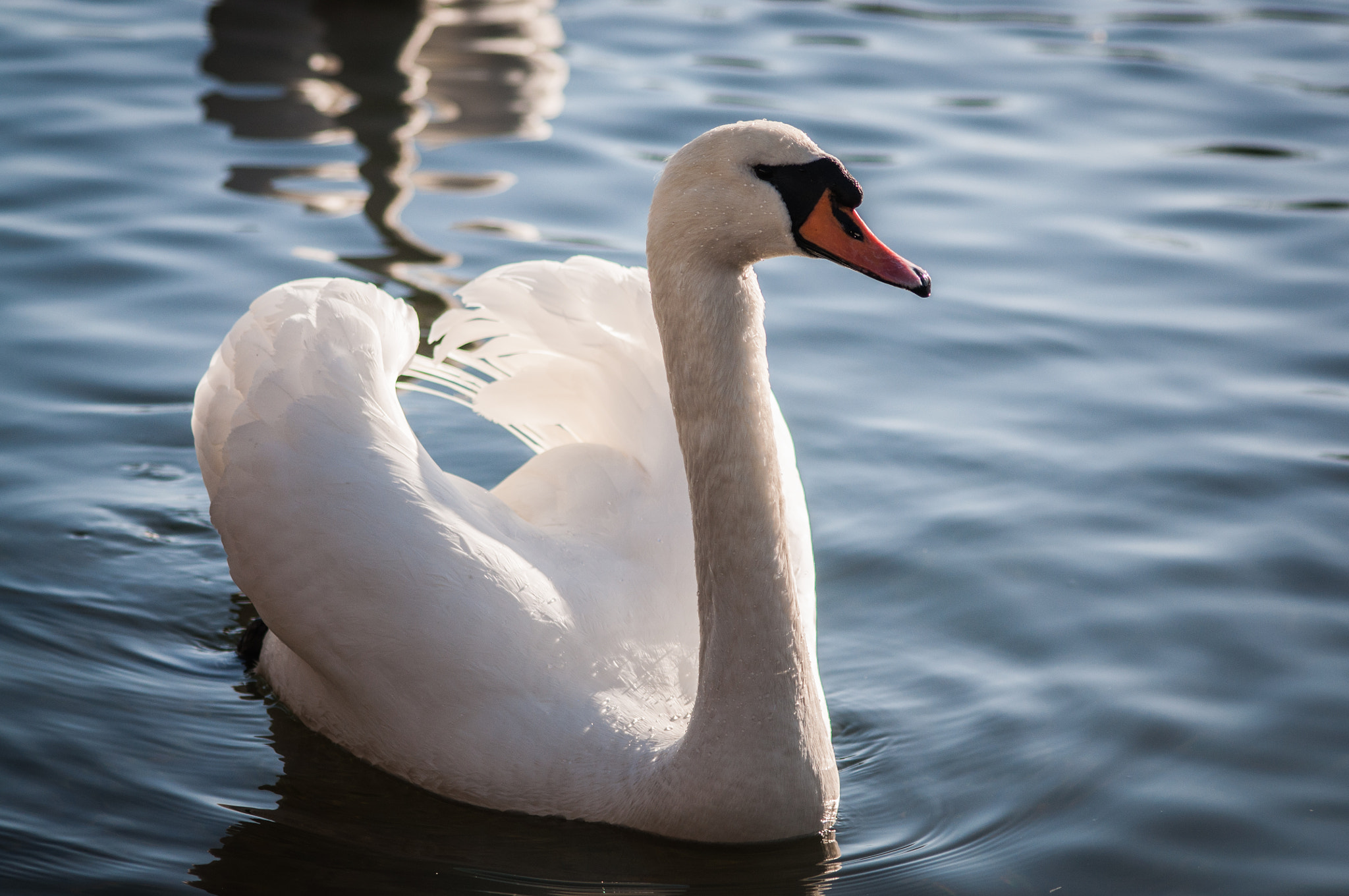 Sigma 70-300mm F4-5.6 APO DG Macro sample photo. Swan photography
