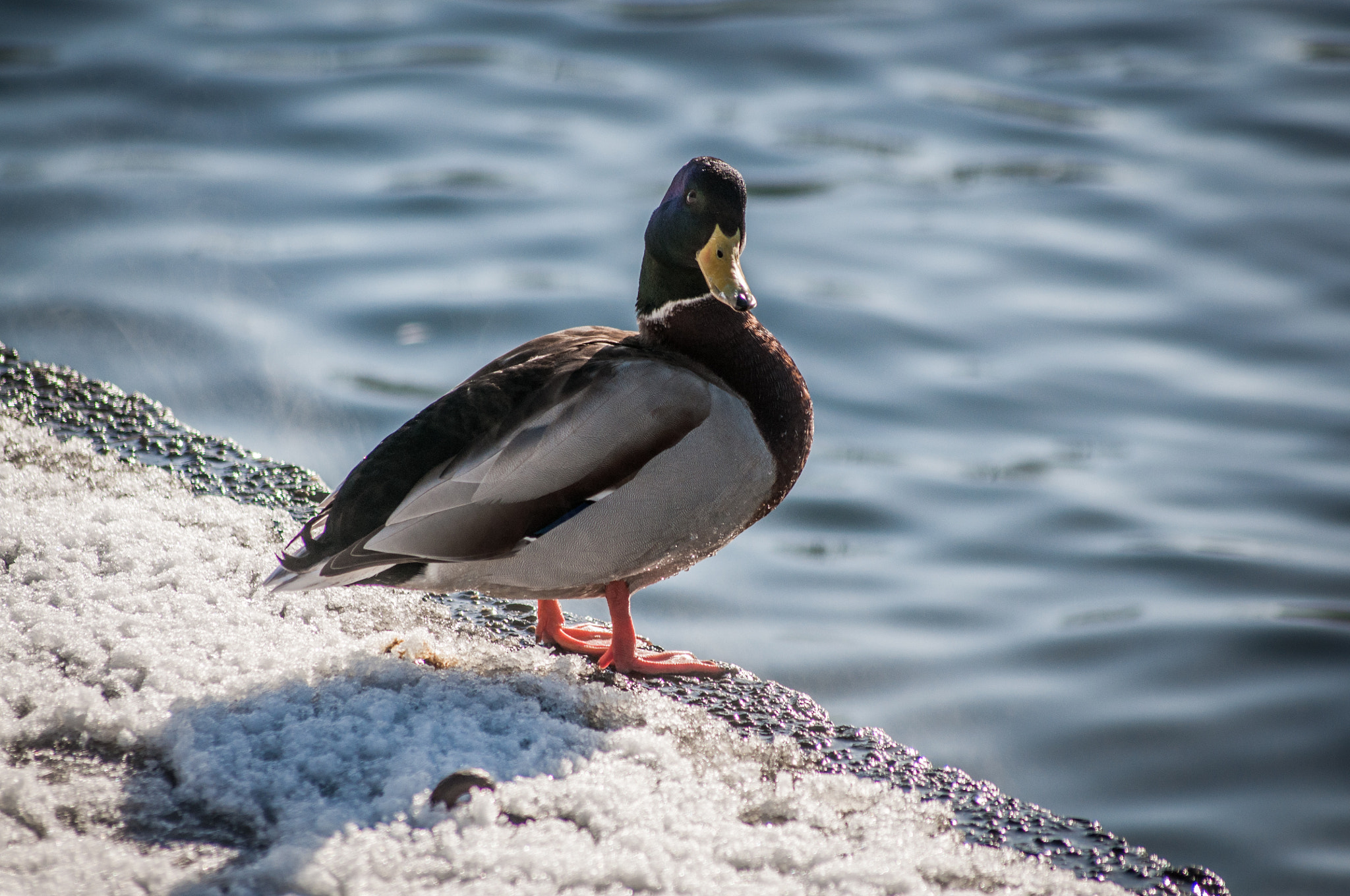 Sigma 70-300mm F4-5.6 APO DG Macro sample photo. Wat's up? photography