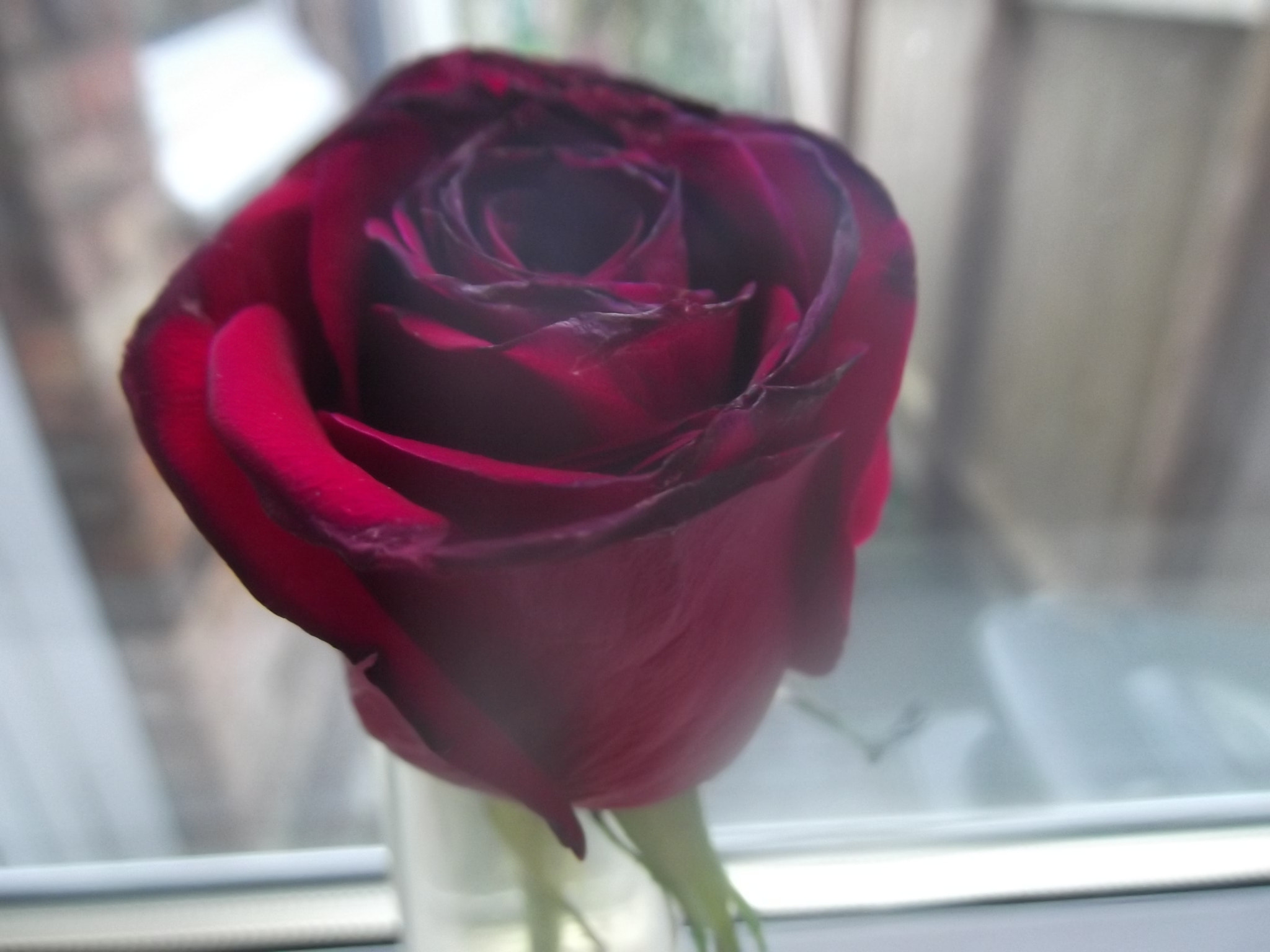 Fujifilm FinePix T350 sample photo. Red single rose photography