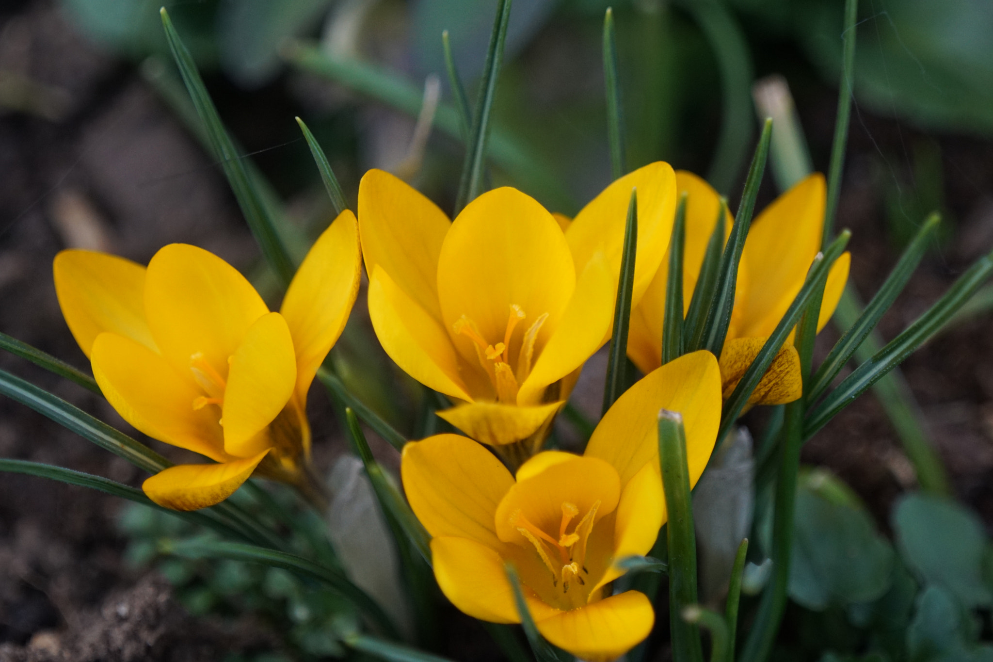 Sony 70-400mm F4-5.6 G SSM sample photo. Crocus flavus - crocus jaune photography