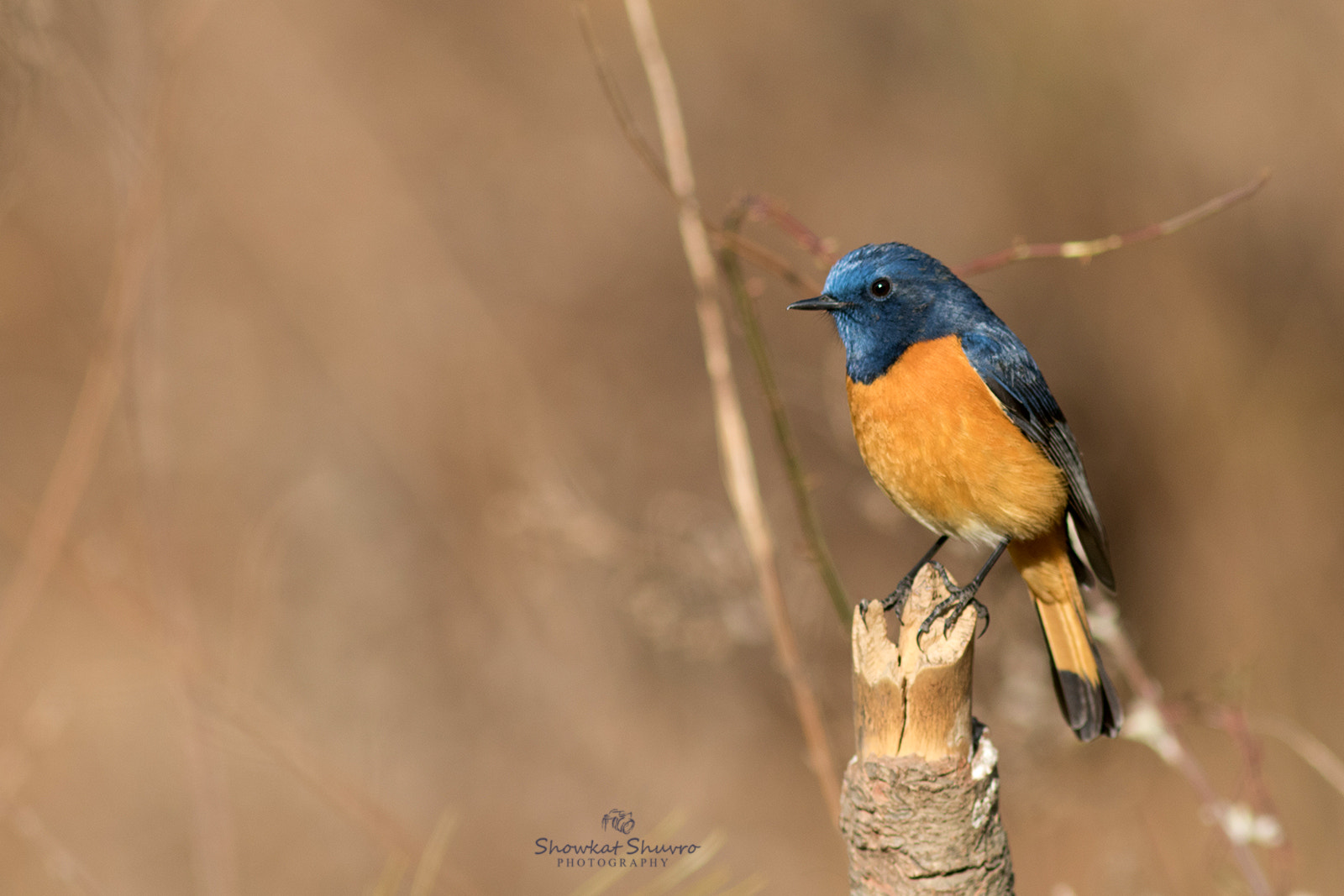 Canon EF 300mm F4L IS USM sample photo. Blue-fronted redstart photography