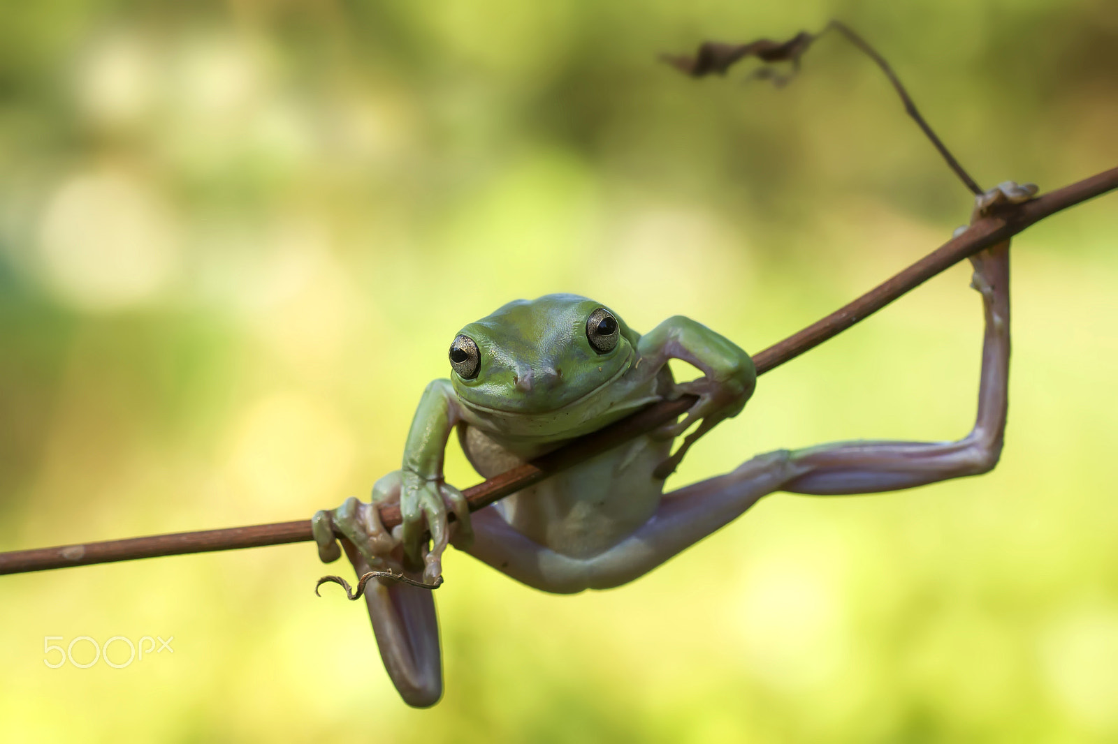 Canon EF 100mm F2.8L Macro IS USM sample photo. Frog, dumpy, dumpy frog, hang on photography