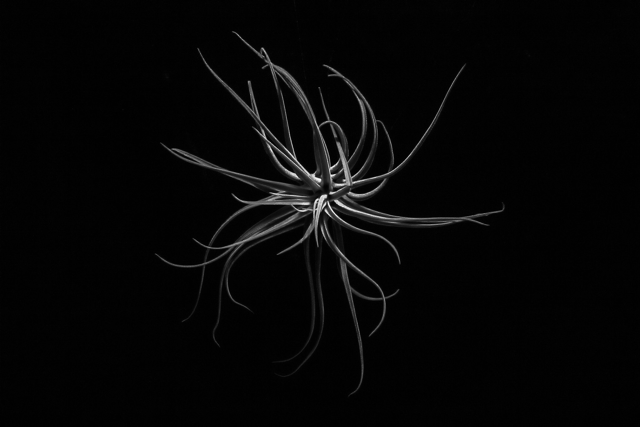 Canon EF-S 17-55mm F2.8 IS USM sample photo. Houston air plant photography