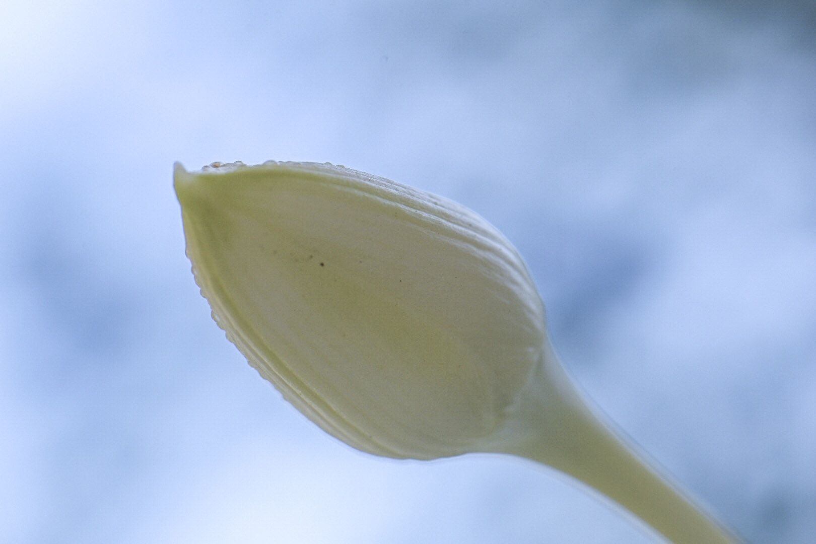 Nikon AF-S Micro-Nikkor 105mm F2.8G IF-ED VR sample photo. Nardos photography