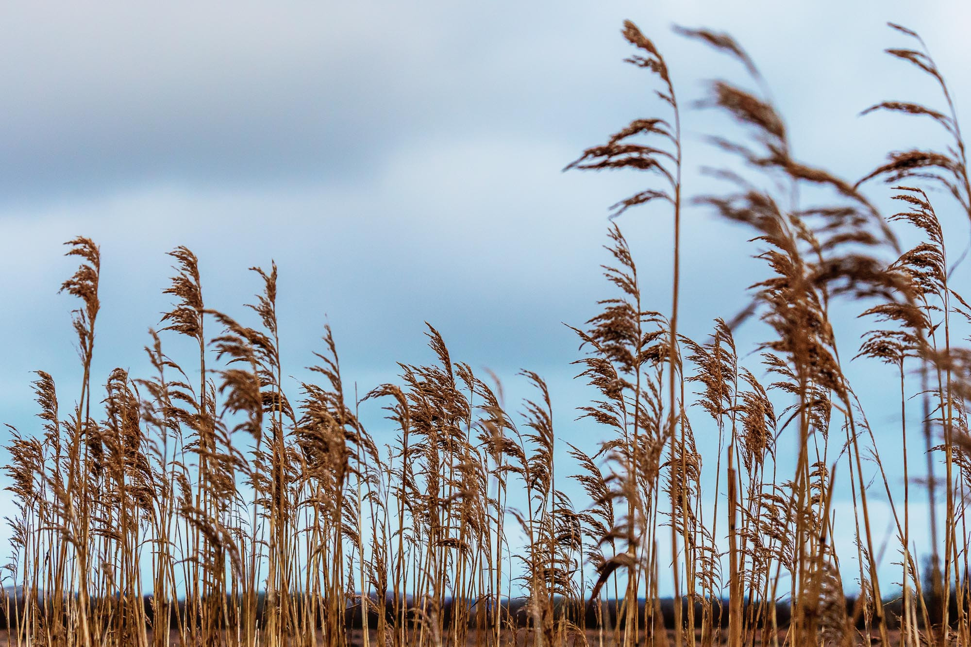 Nikon D7200 sample photo. Straw photography