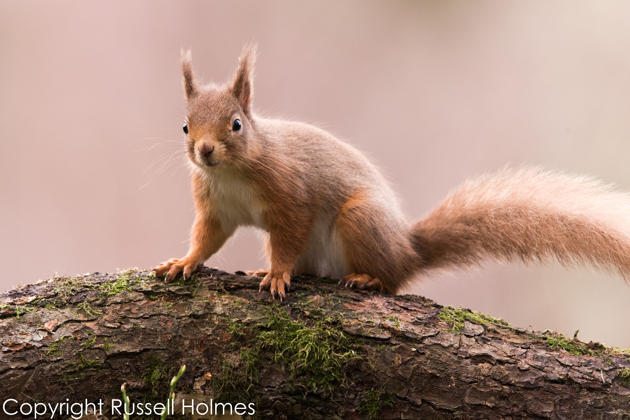 Nikon D750 + Sigma 150-600mm F5-6.3 DG OS HSM | S sample photo. Rmh photography