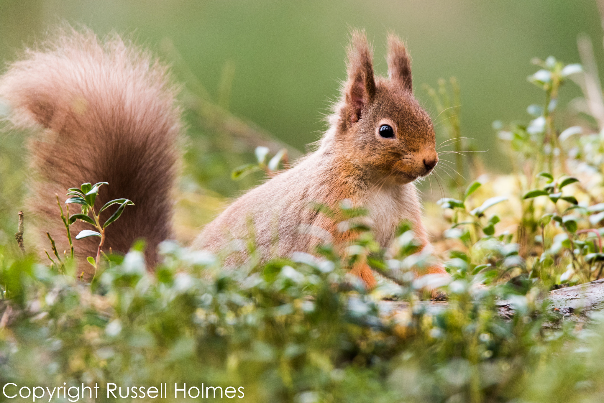 Nikon D750 + Sigma 150-600mm F5-6.3 DG OS HSM | S sample photo. Rmh photography