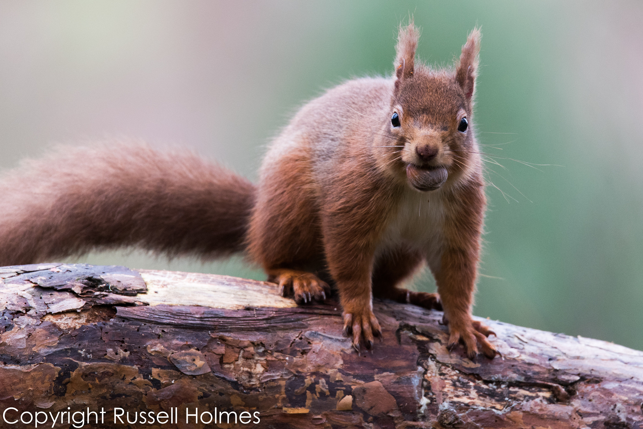 Nikon D750 + Sigma 150-600mm F5-6.3 DG OS HSM | S sample photo. Rmh photography