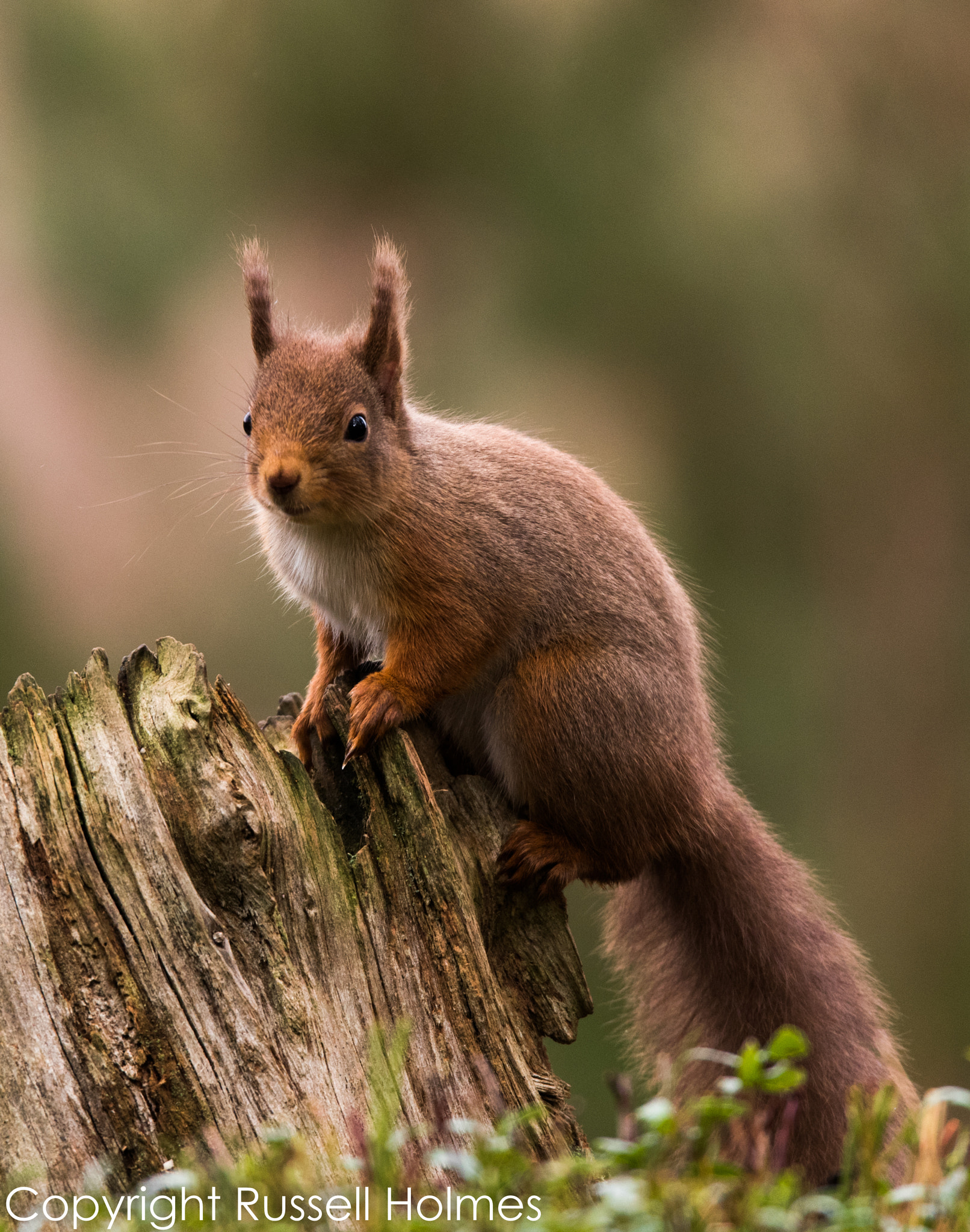 Sigma 150-600mm F5-6.3 DG OS HSM | S sample photo. Rmh photography
