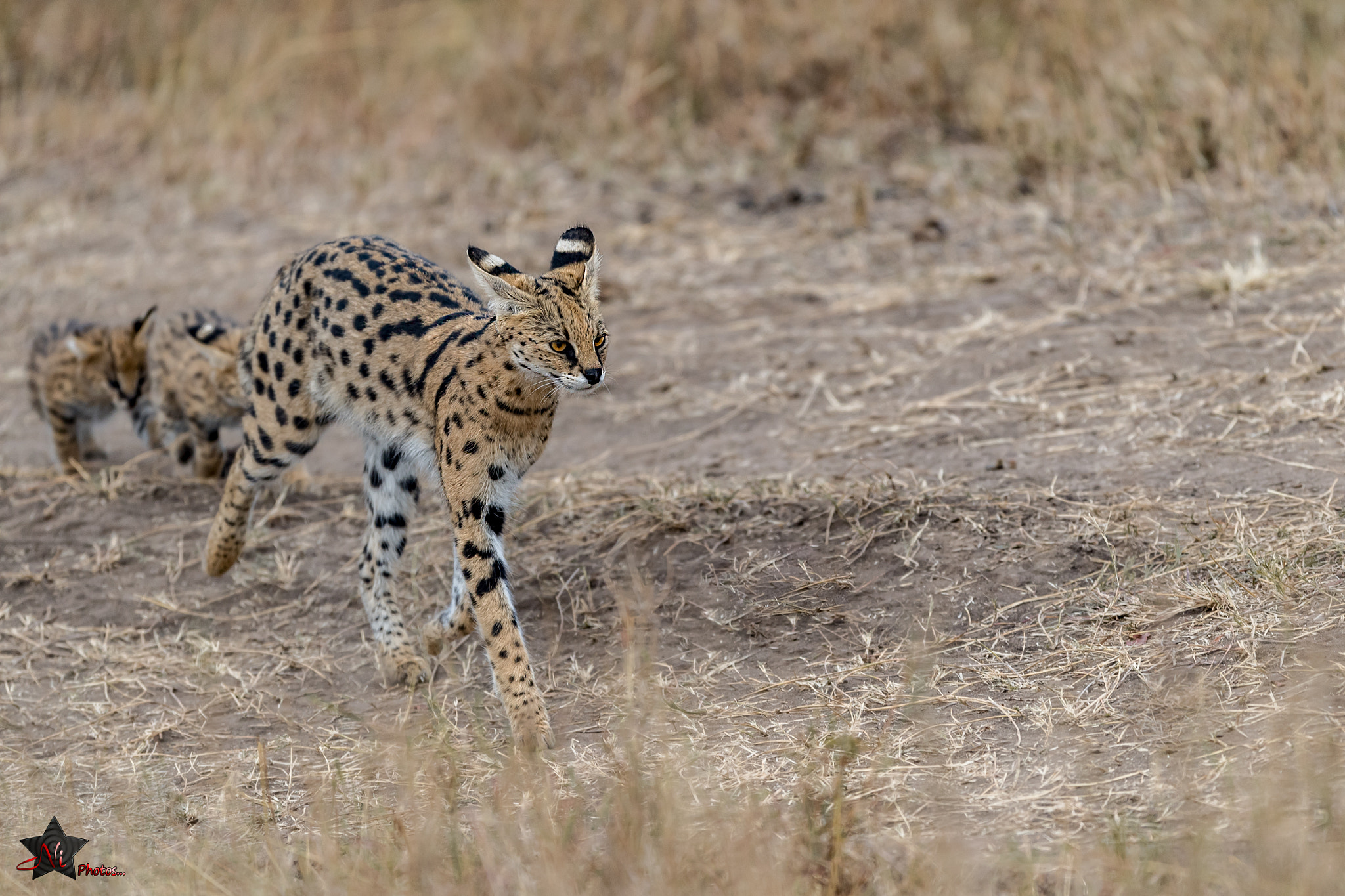 Nikon AF-S Nikkor 600mm F4E FL ED VR sample photo. Serval photography