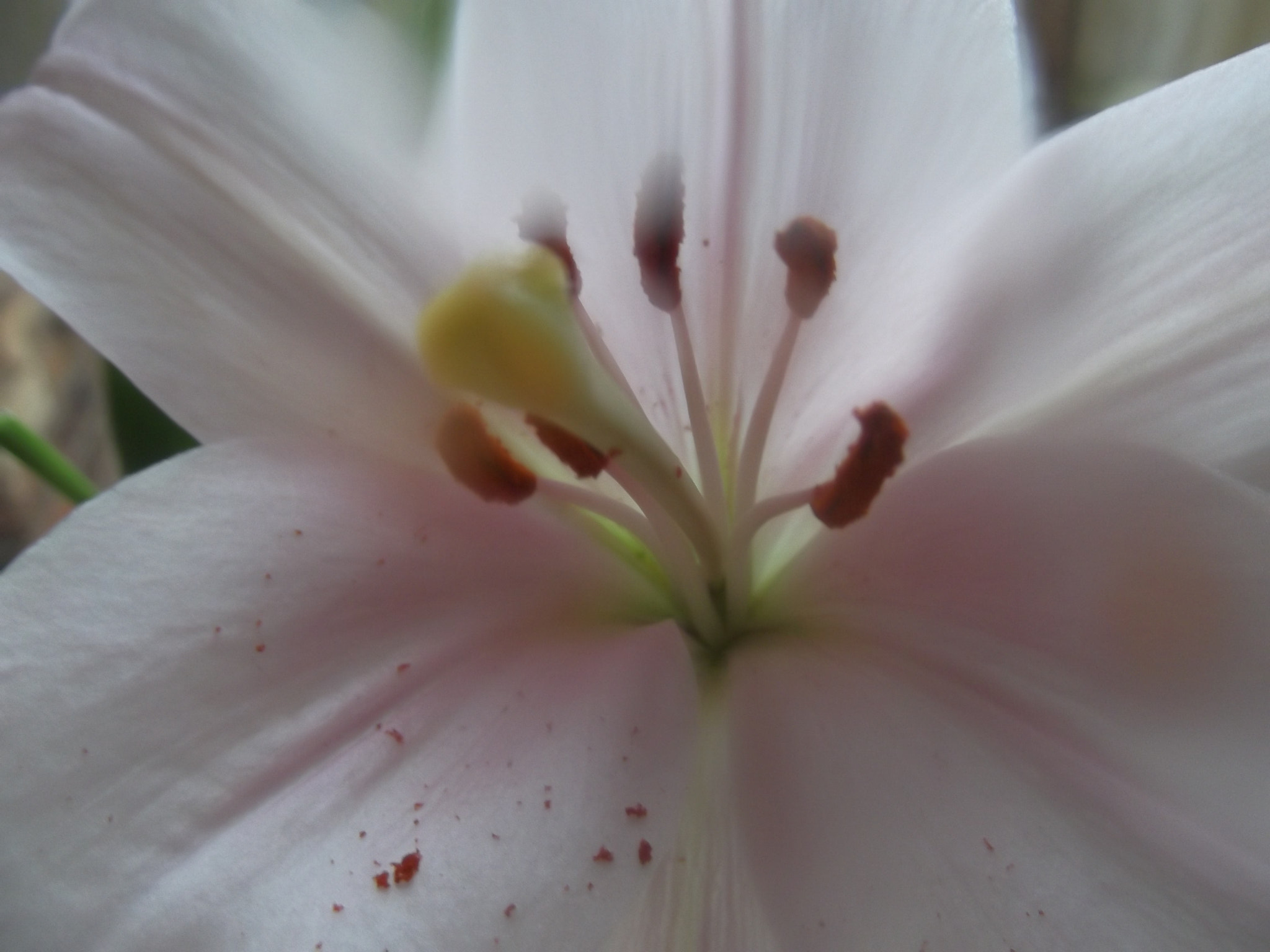 Fujifilm FinePix T350 sample photo. Lily flowers photography