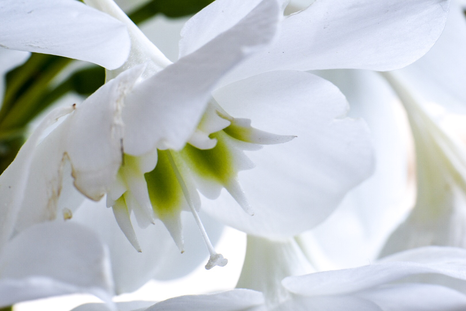 Nikon AF-S Micro-Nikkor 105mm F2.8G IF-ED VR sample photo. Nardos photography