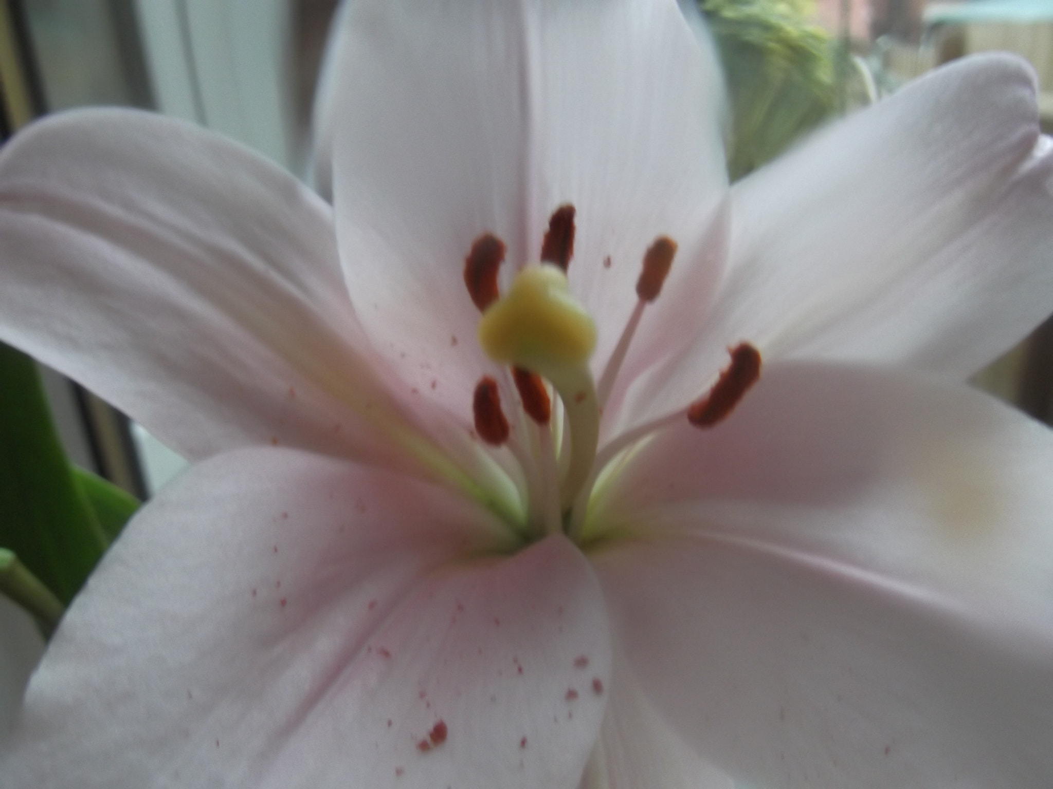 Fujifilm FinePix T350 sample photo. Lily flowers photography